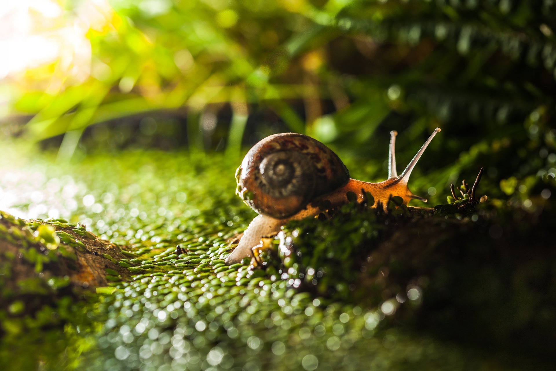 close up grass snail light bokeh