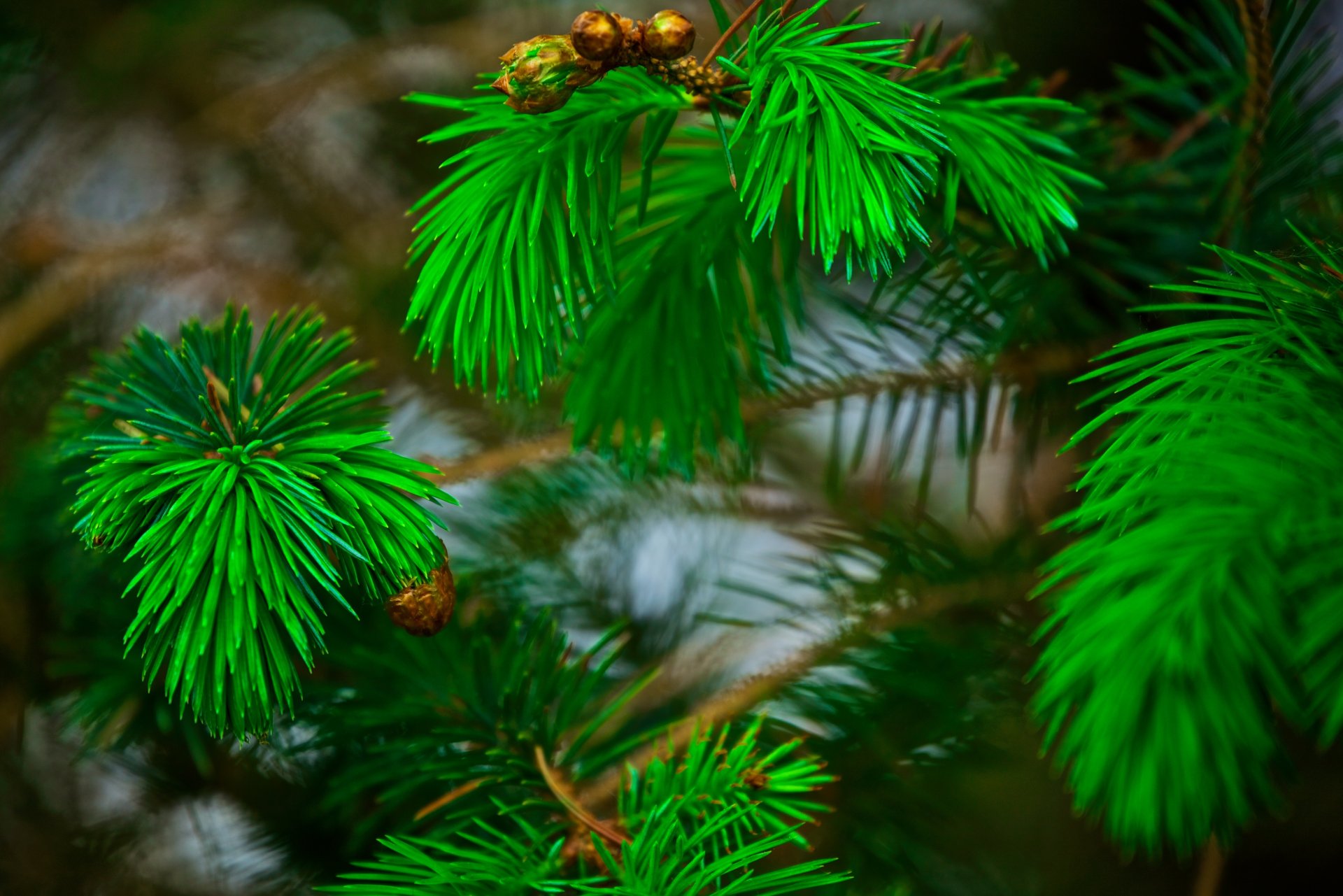 sosna gałązki igły igły bokeh