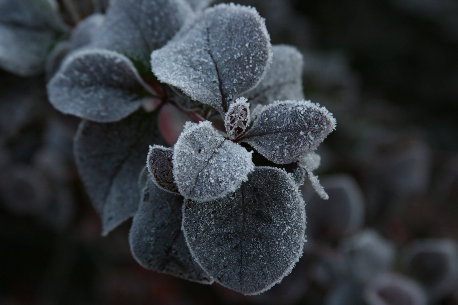 fond papier peint macro matin feuilles plante froid gel givre