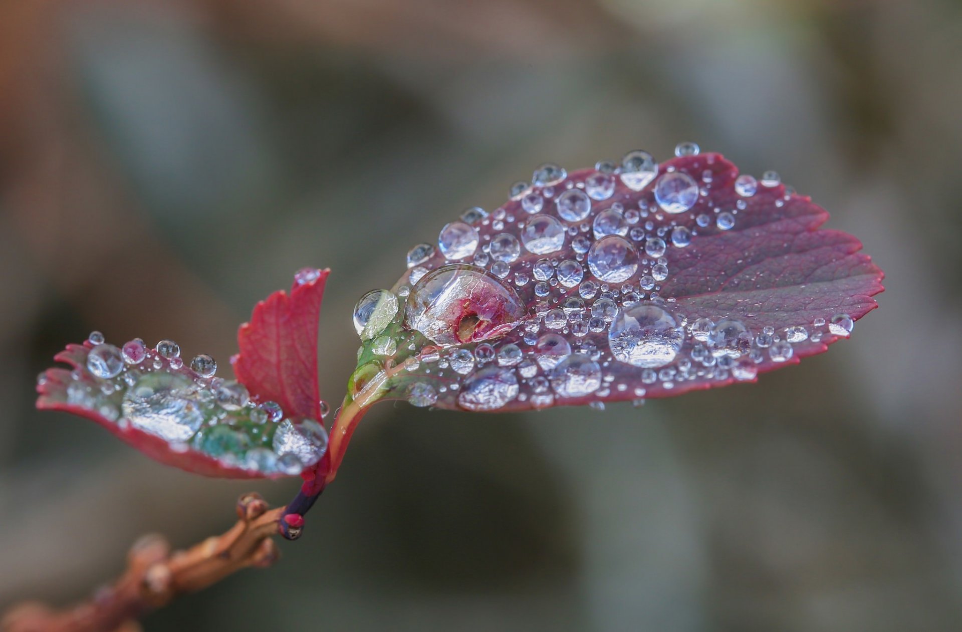 hoja rojo gotas agua macro