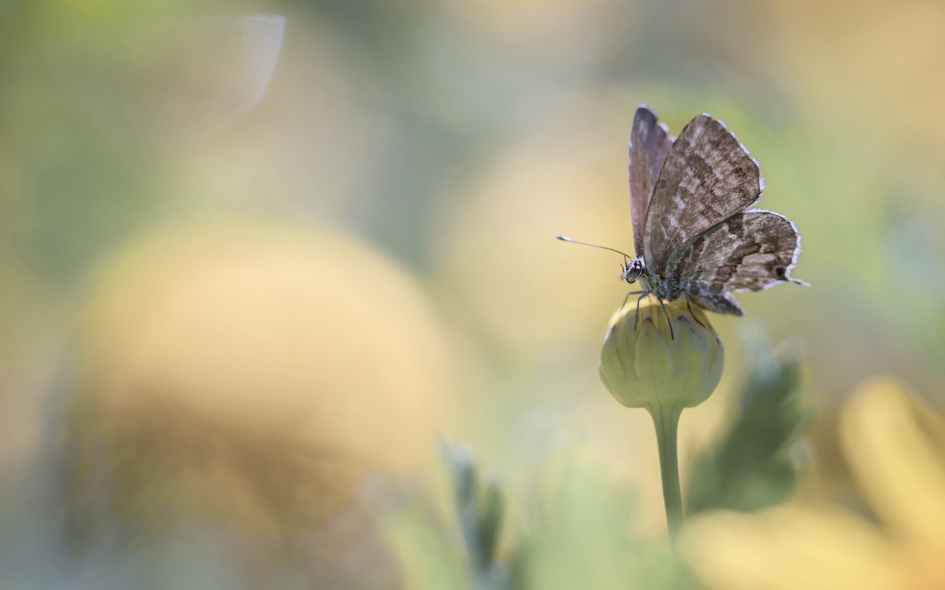 fiori fiore bocciolo farfalla abbagliamento