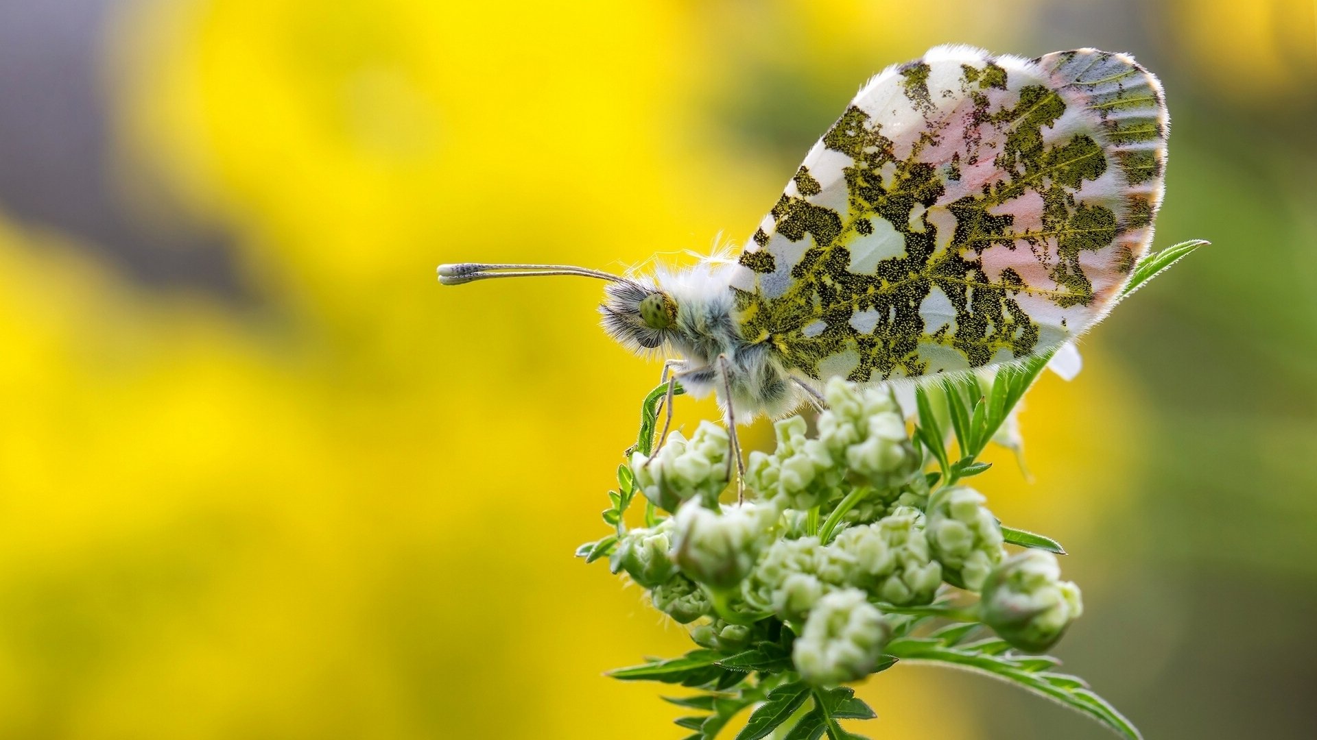 zorn schmetterling blume makro