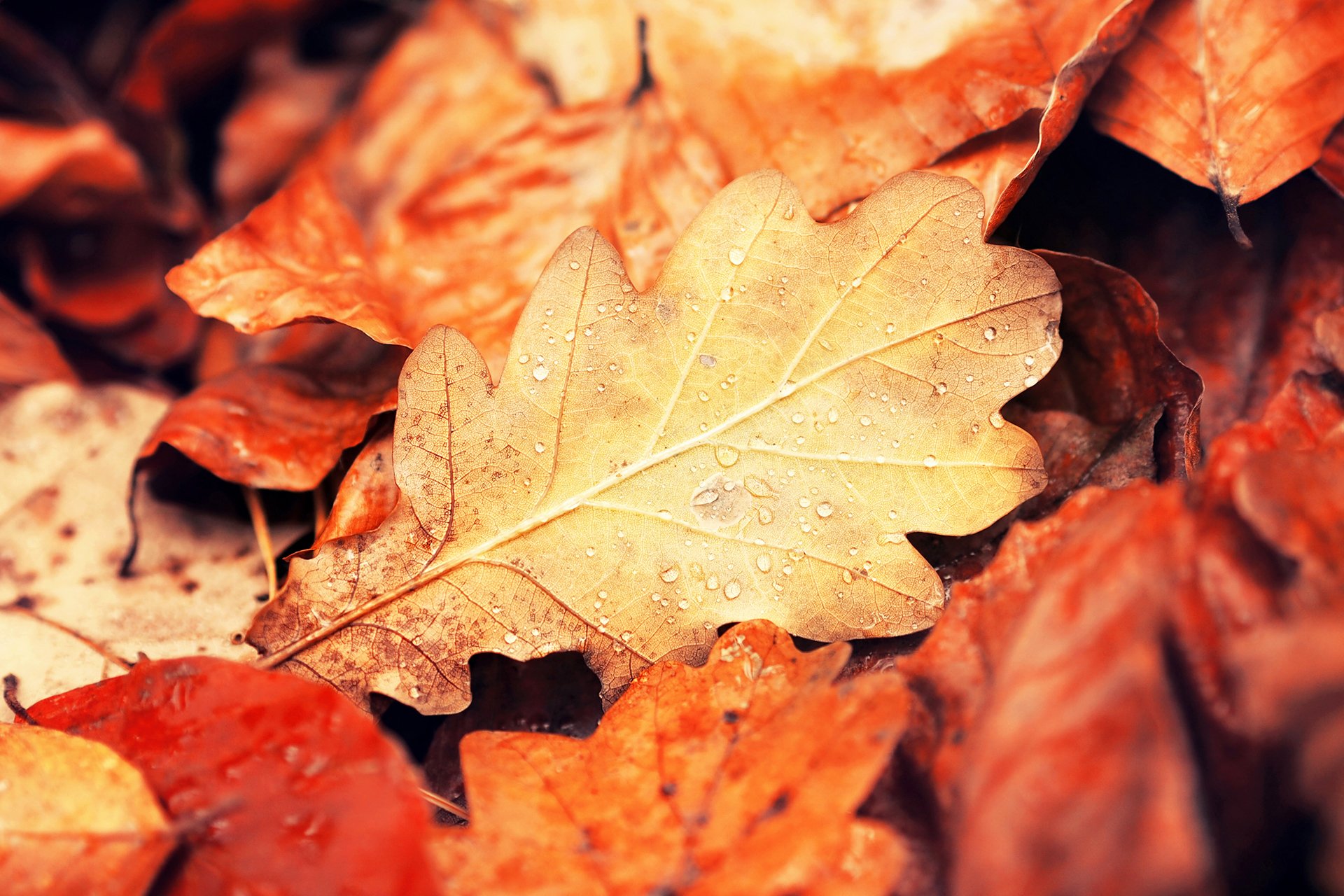 feuille feuilles jaune orange bourgogne gouttes macro nature automne