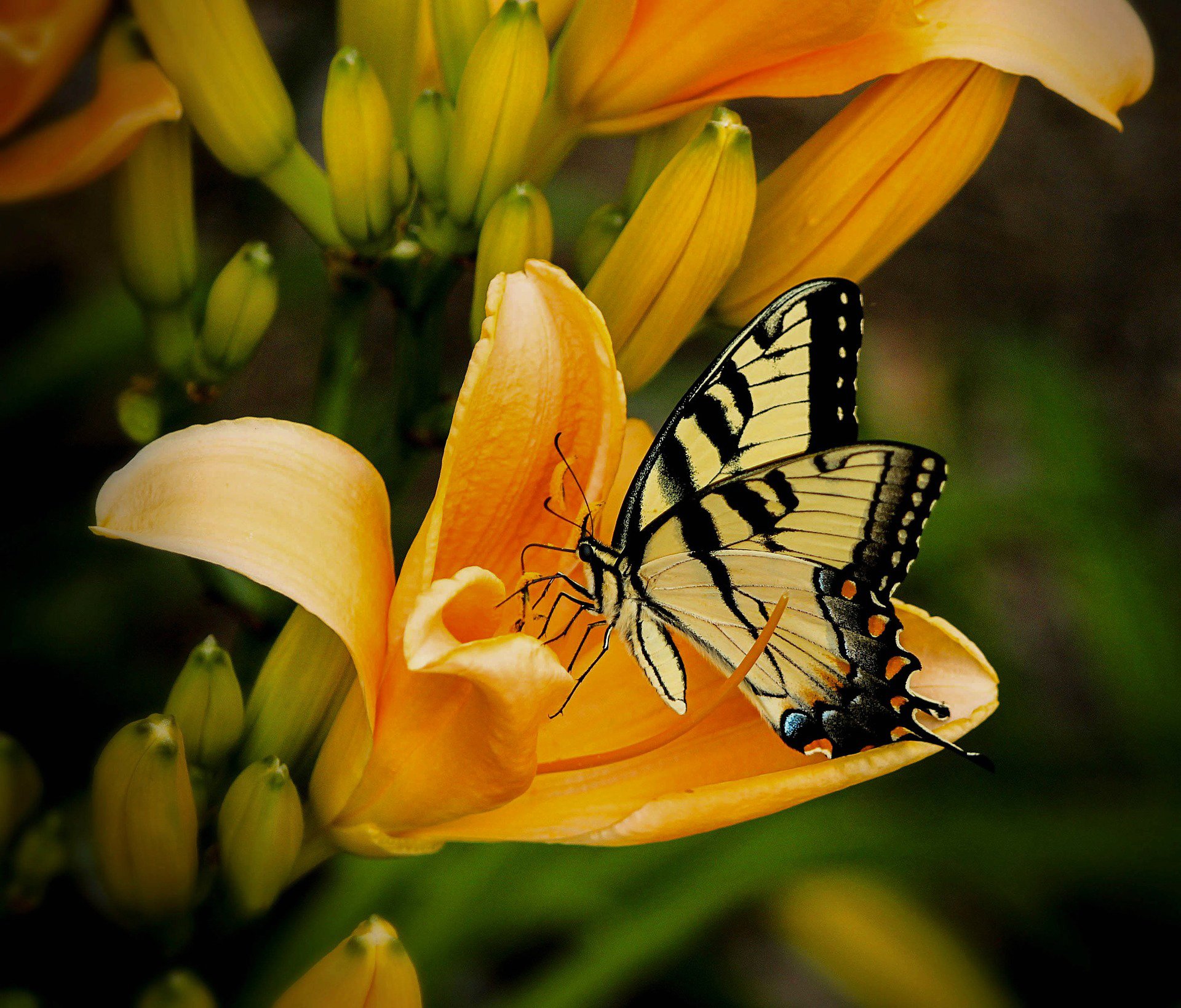 flor lirio pétalos mariposa insecto polilla