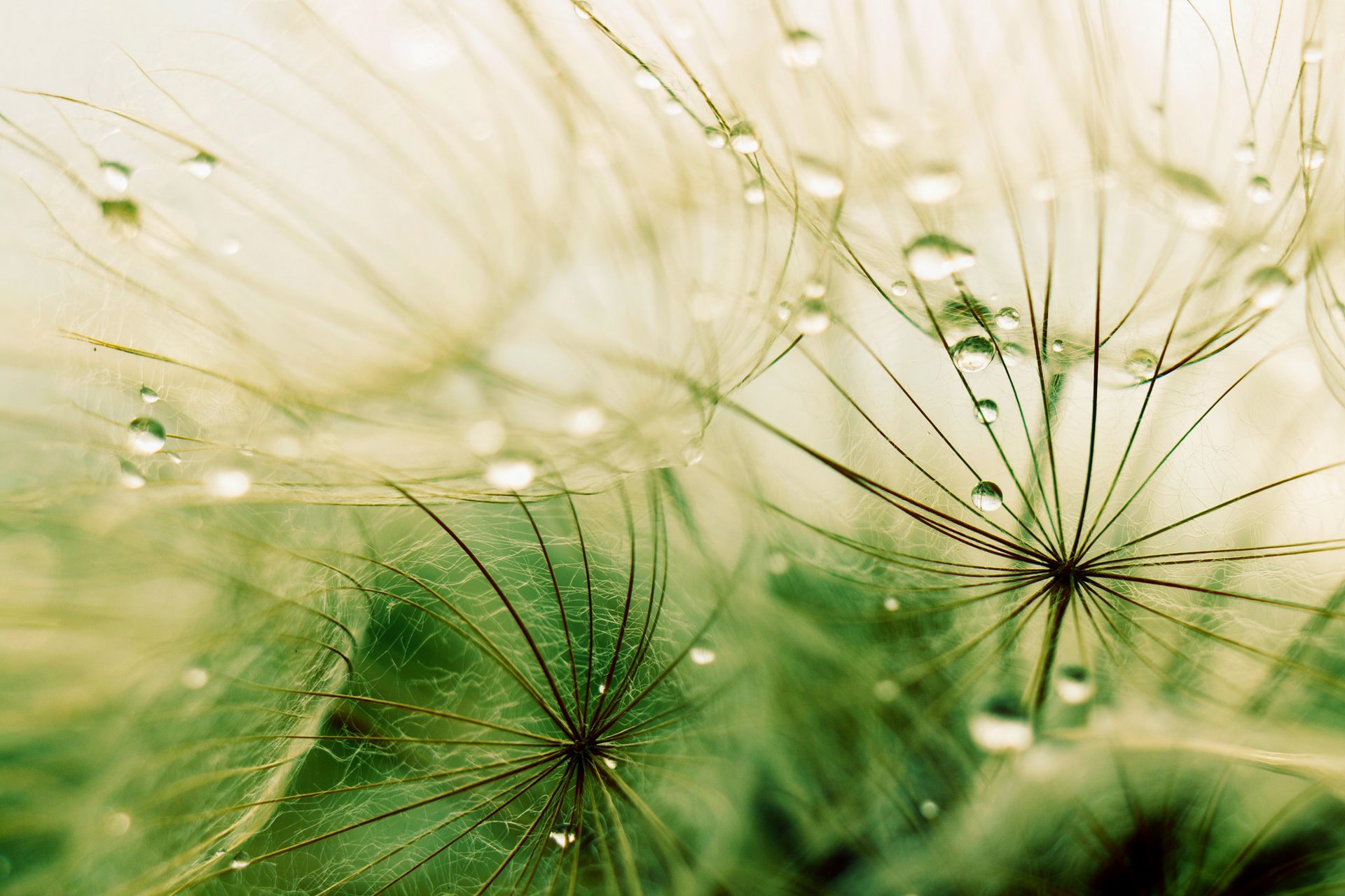 hierba gotas lluvia macro macro