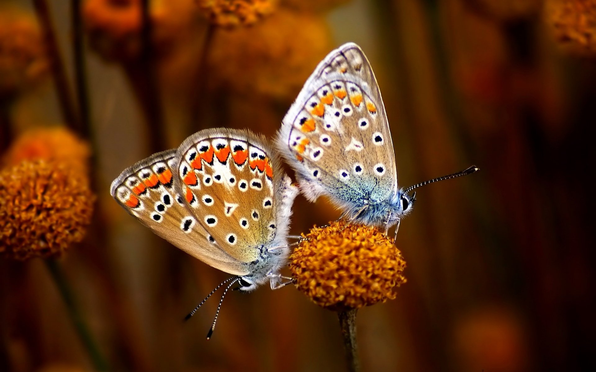 butterflies copulating antennae dots black&white dots eye