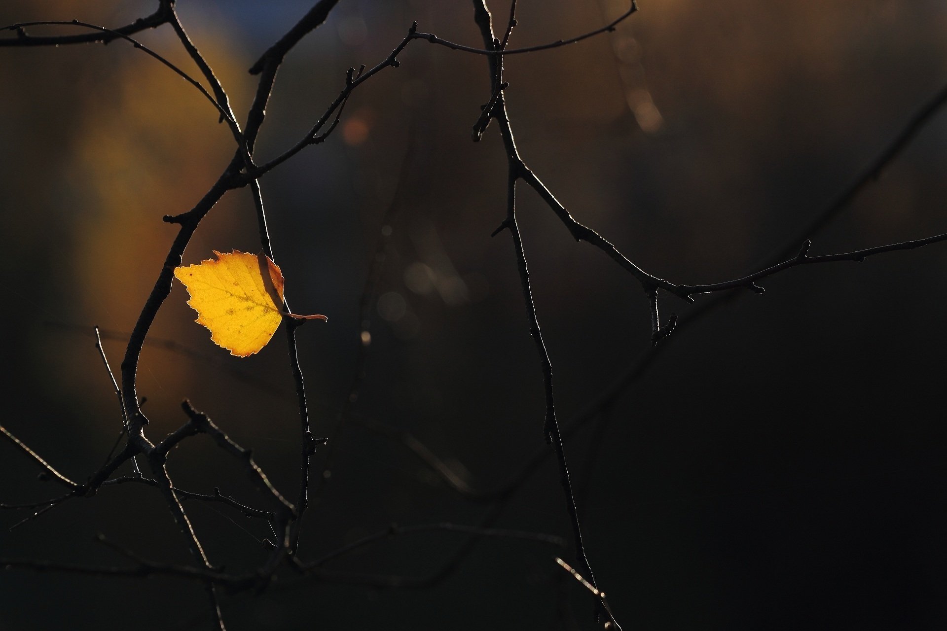 hoja ramas otoño macro