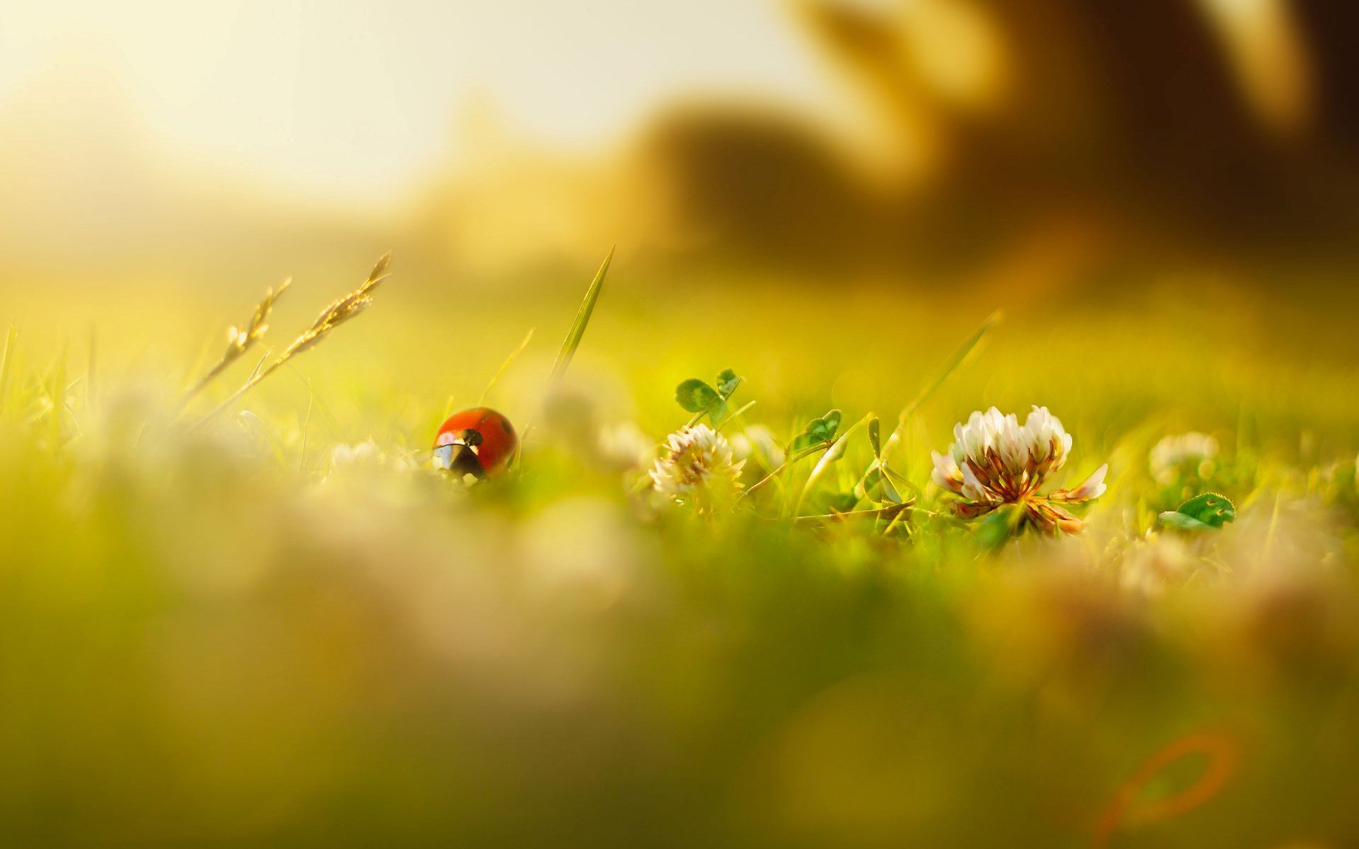 macro verde coccinella insetti fiori fiori erba sfocatura giorno mattina estate primavera sfondo carta da parati widescreen schermo intero widescreen