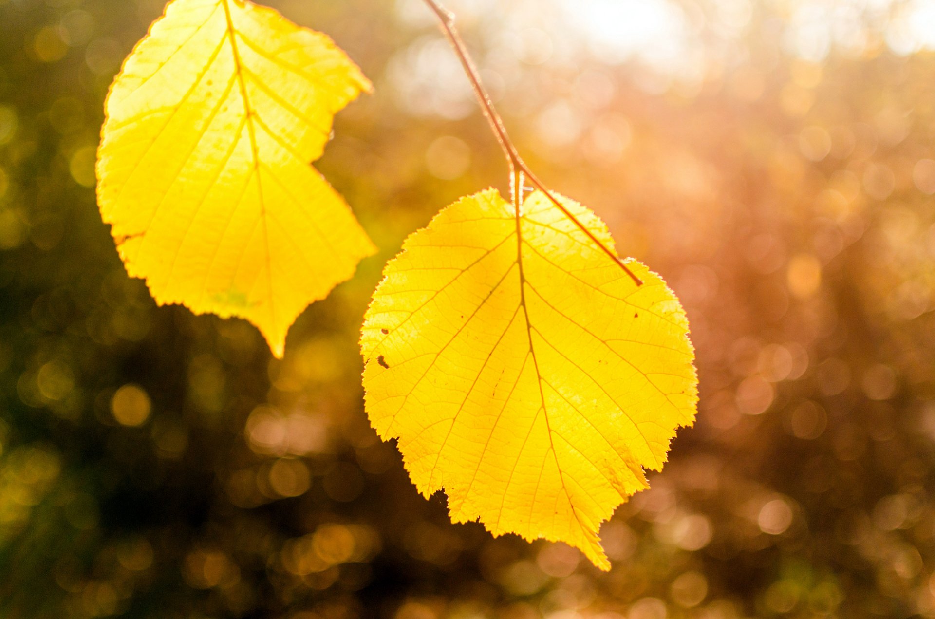 foglie giallo autunno natura albero ramo macro bokeh luce