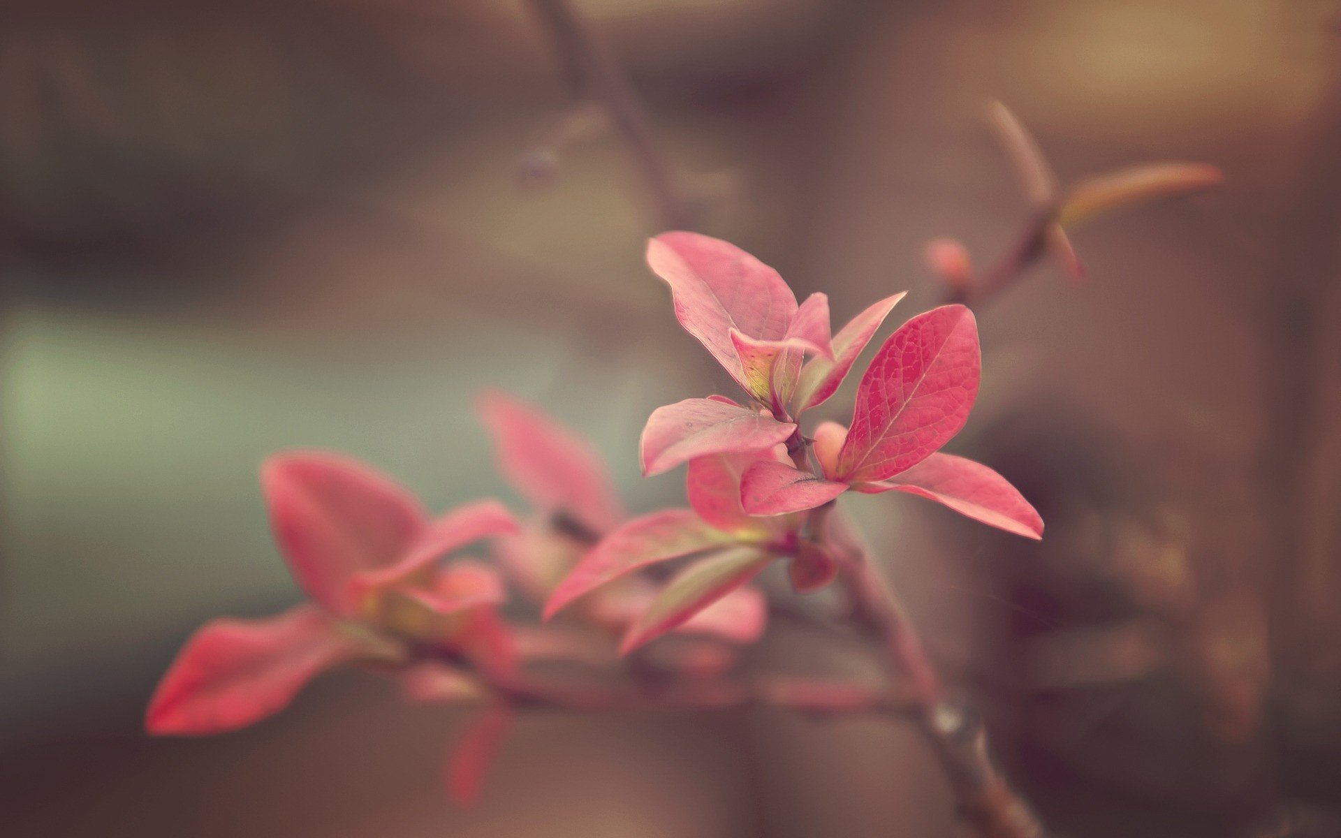 verca hojas macro