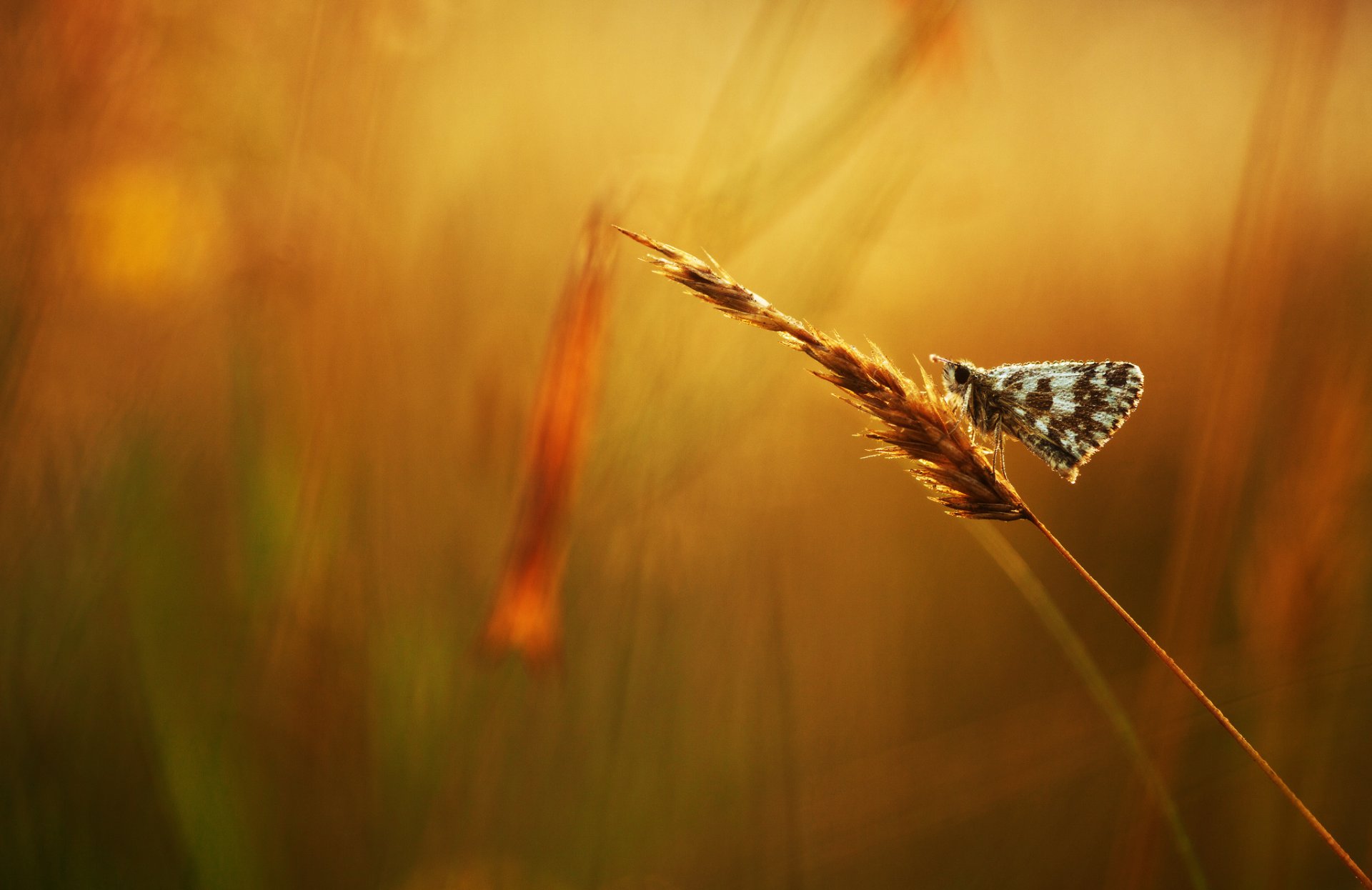 épi papillon rosée gouttes