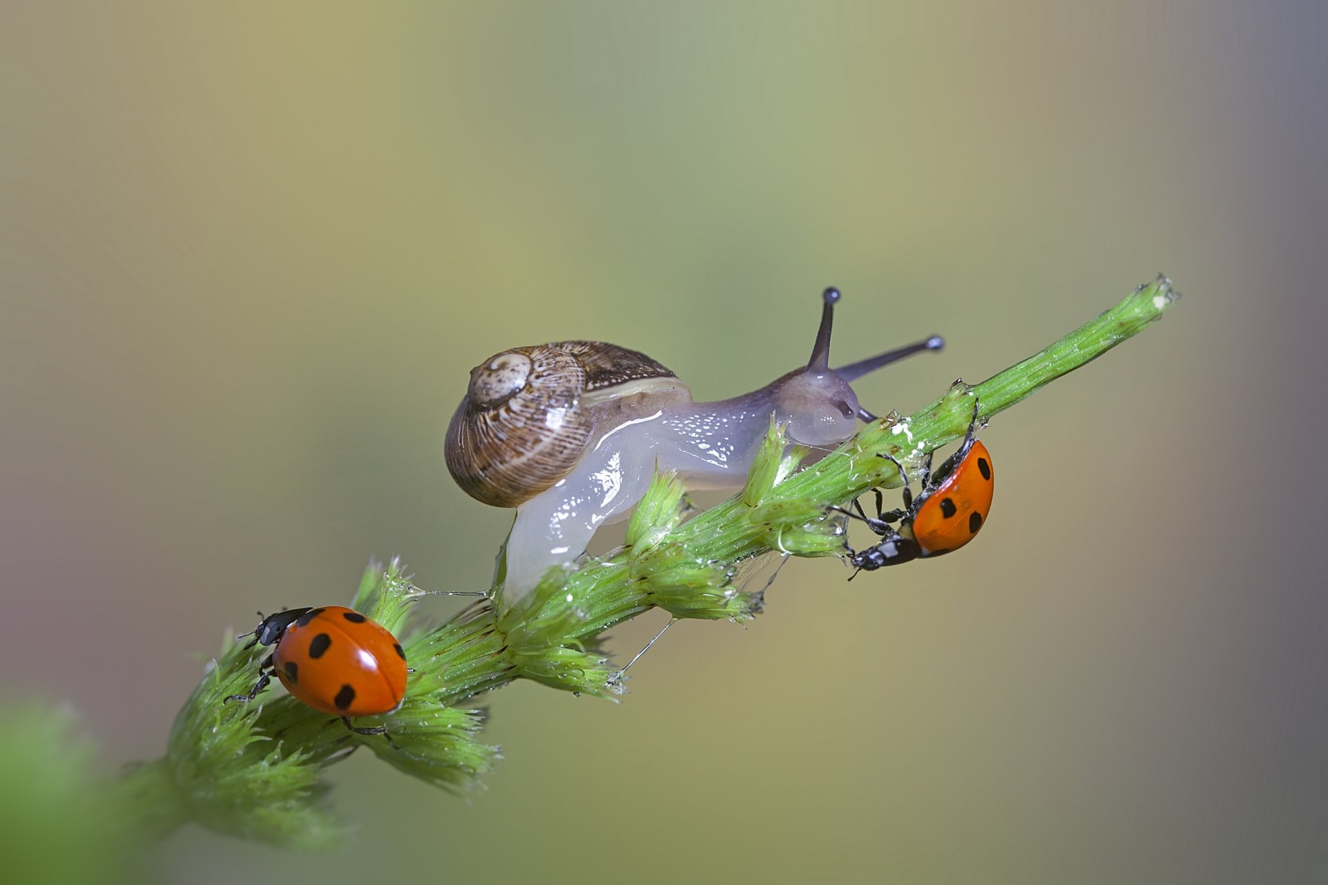 macro blade of grass snail ladybugs macro