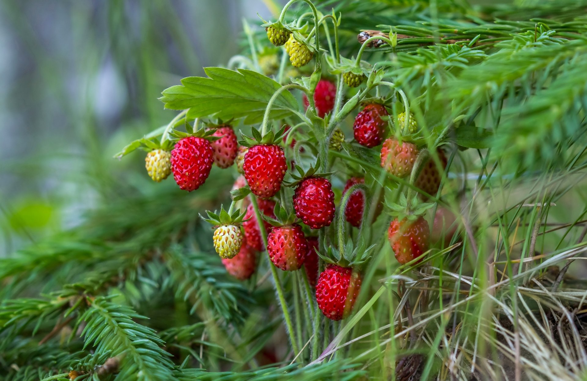 bacche fragole rosso estate abete rosso