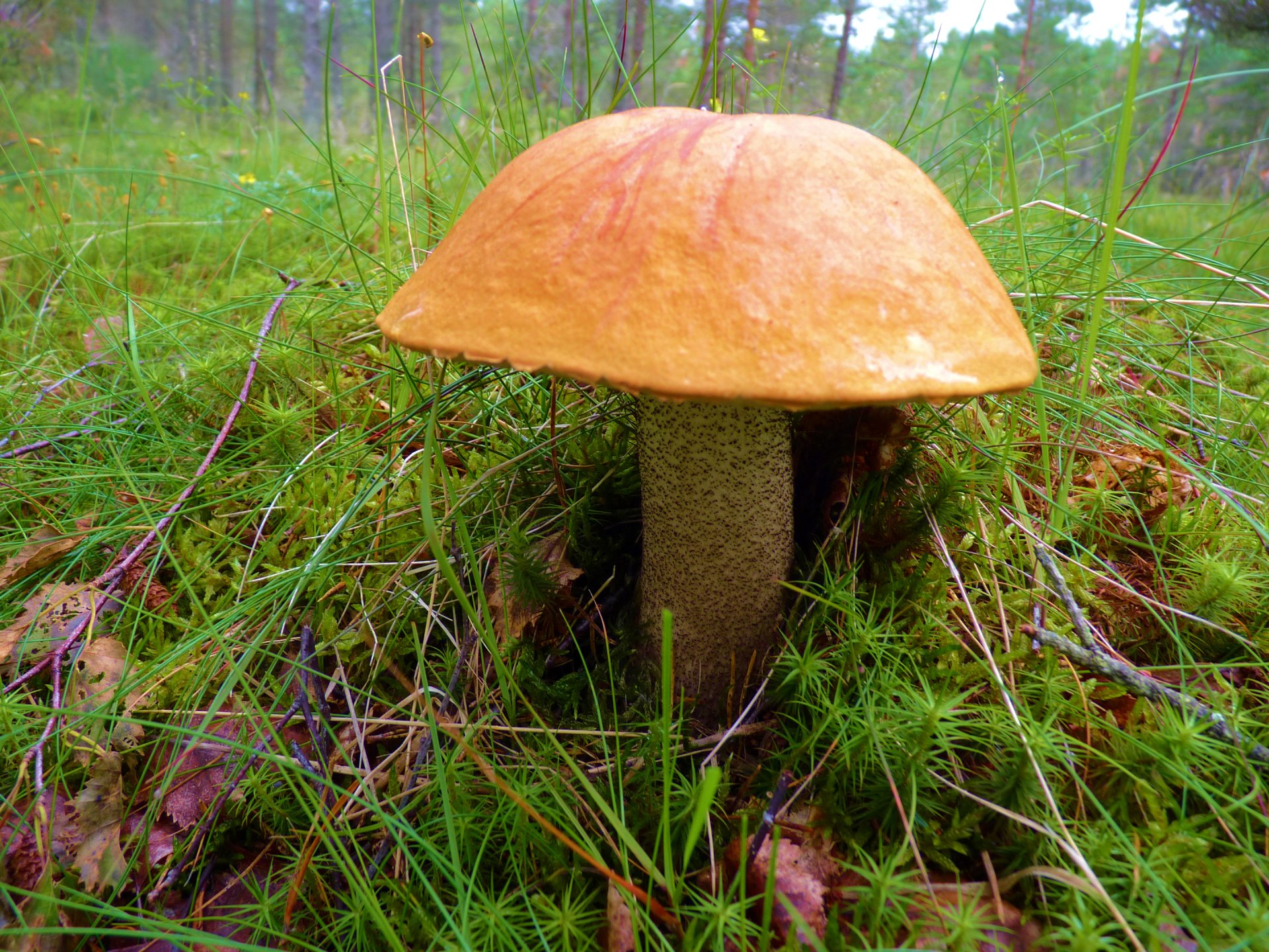 champignon podosinovik nature herbe