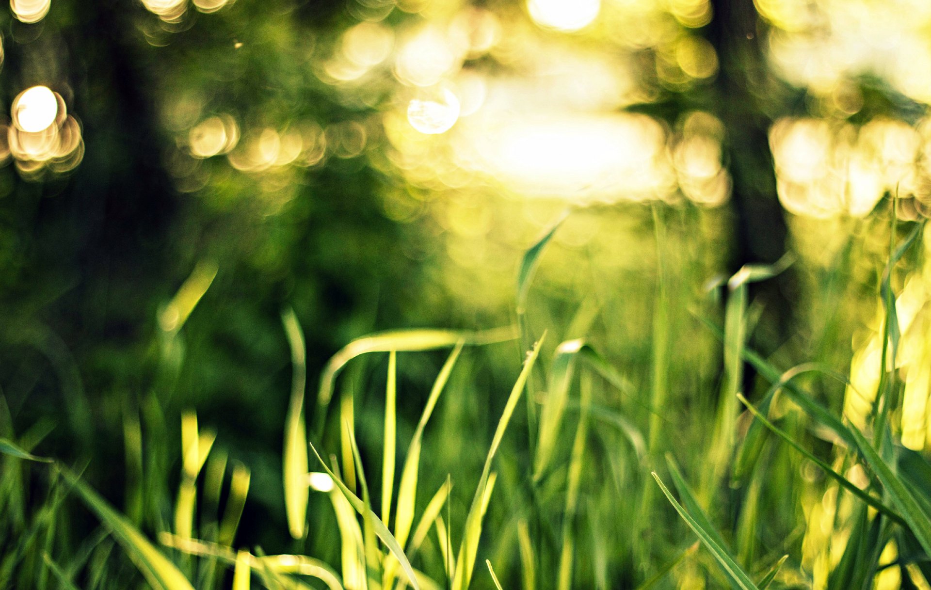 herbe verdure nature bokeh lumière gros plan