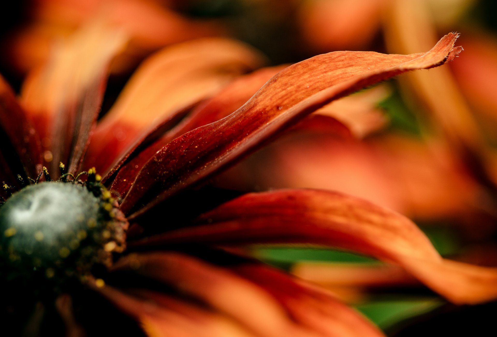 fleur rouge orange pétales