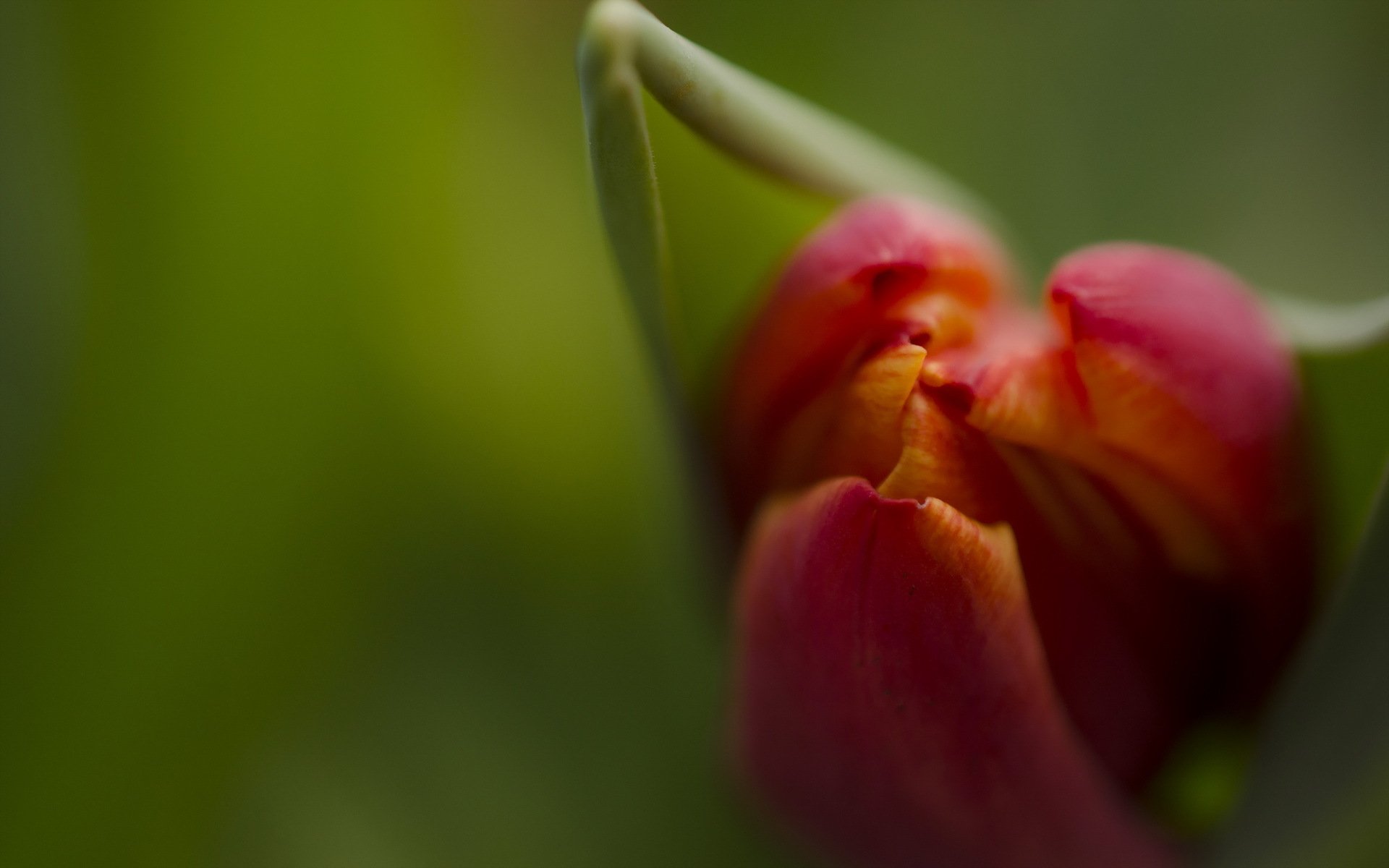 flower tulip close up