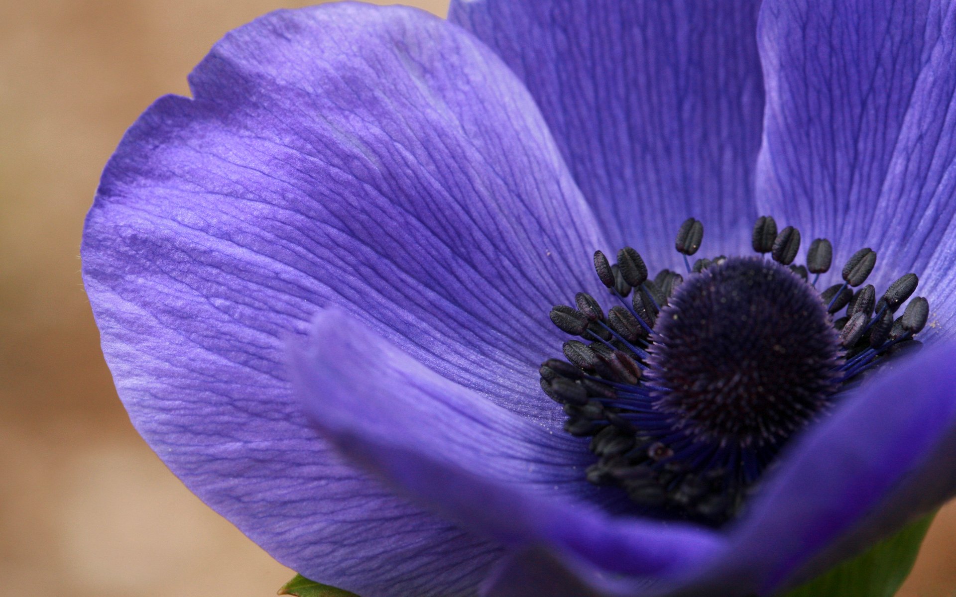 blume anemone blütenblätter natur pflanze