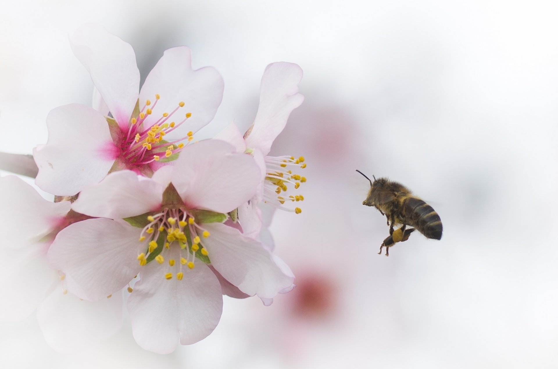 rama flores cereza abeja