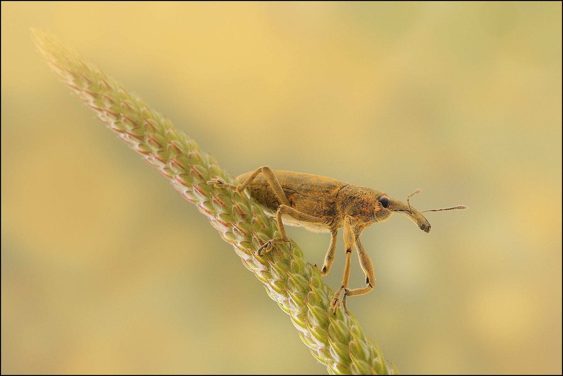 pflanze ährchen rüsselkäfer hintergrund