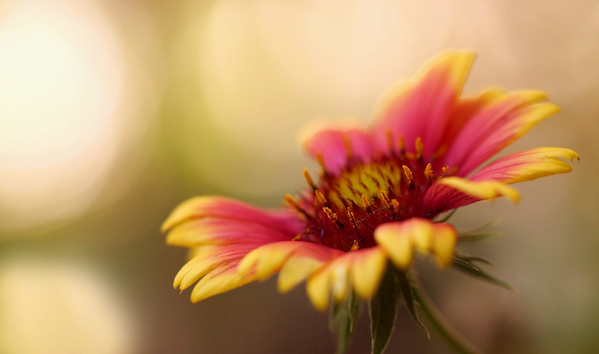 fleur gros plan pétales