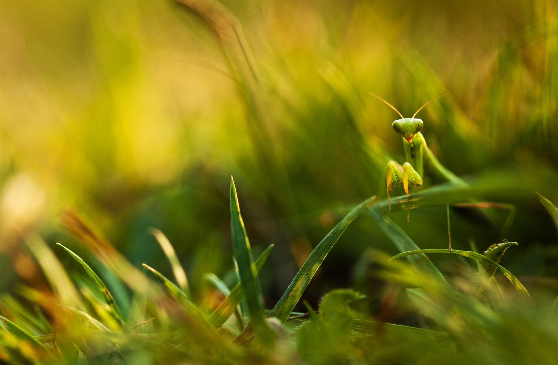 hierba hojas vegetación mantis religiosa borrosidad