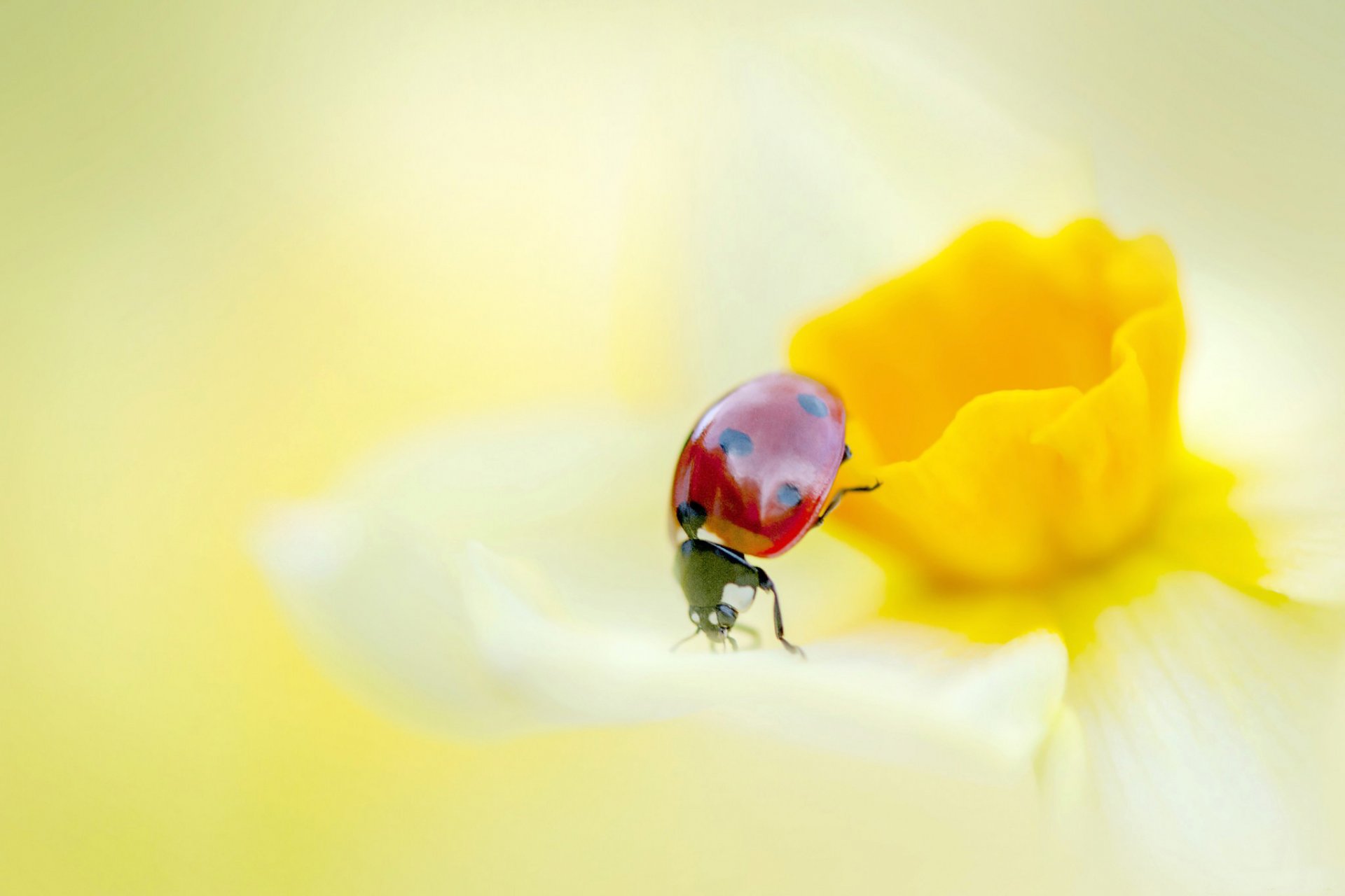 coccinelle fleur narcisse pétales insecte