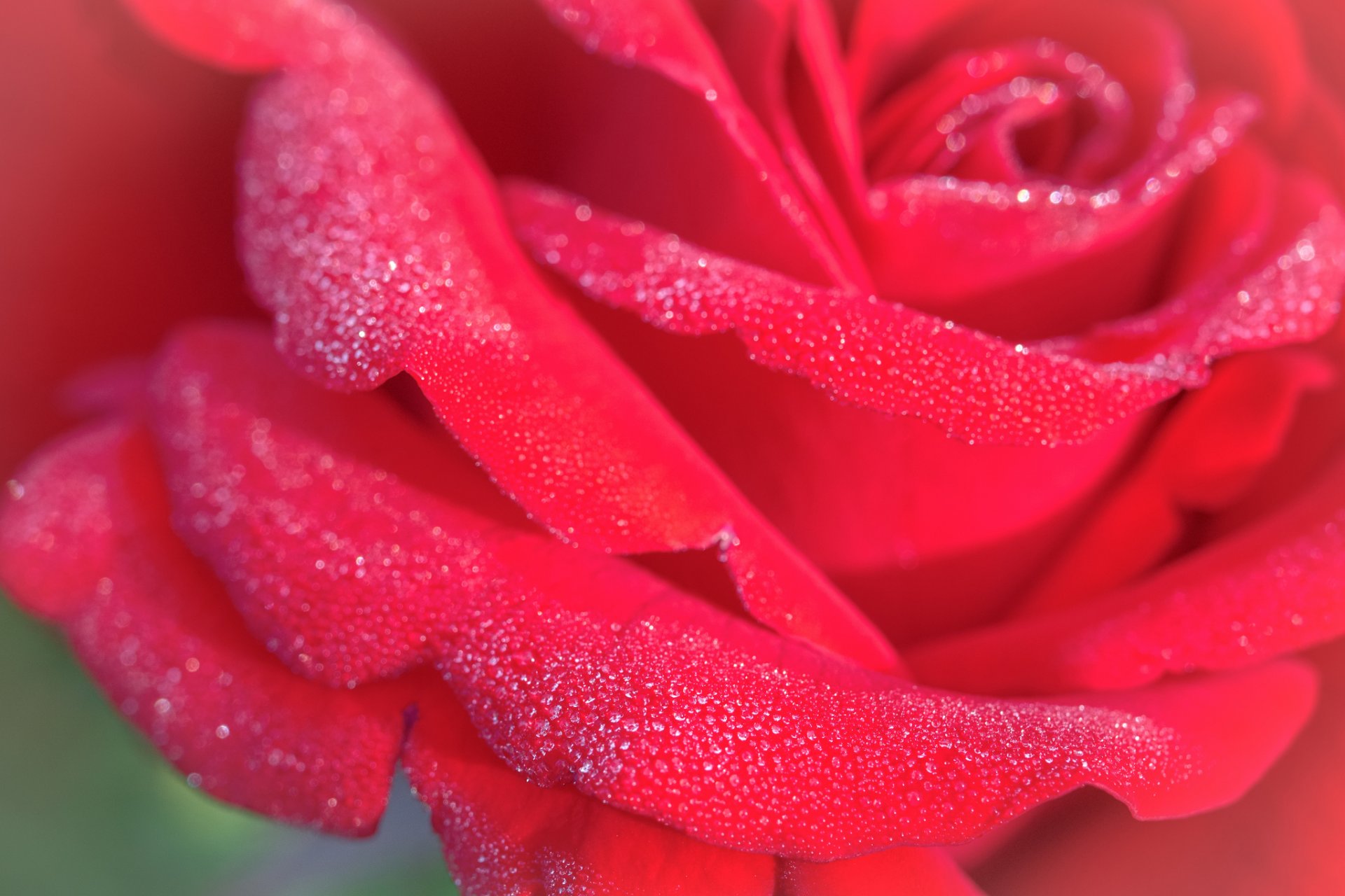 rosa fiore petali gocce rugiada