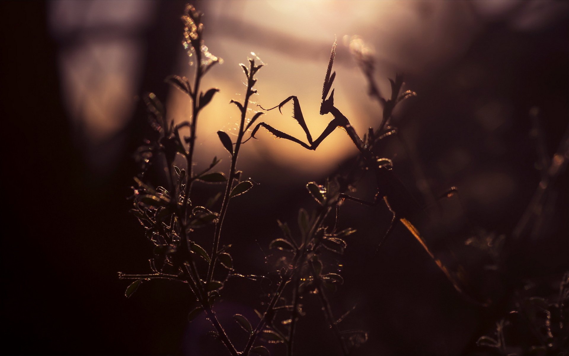 plant branches leaves insect mantis light lighting silhouette