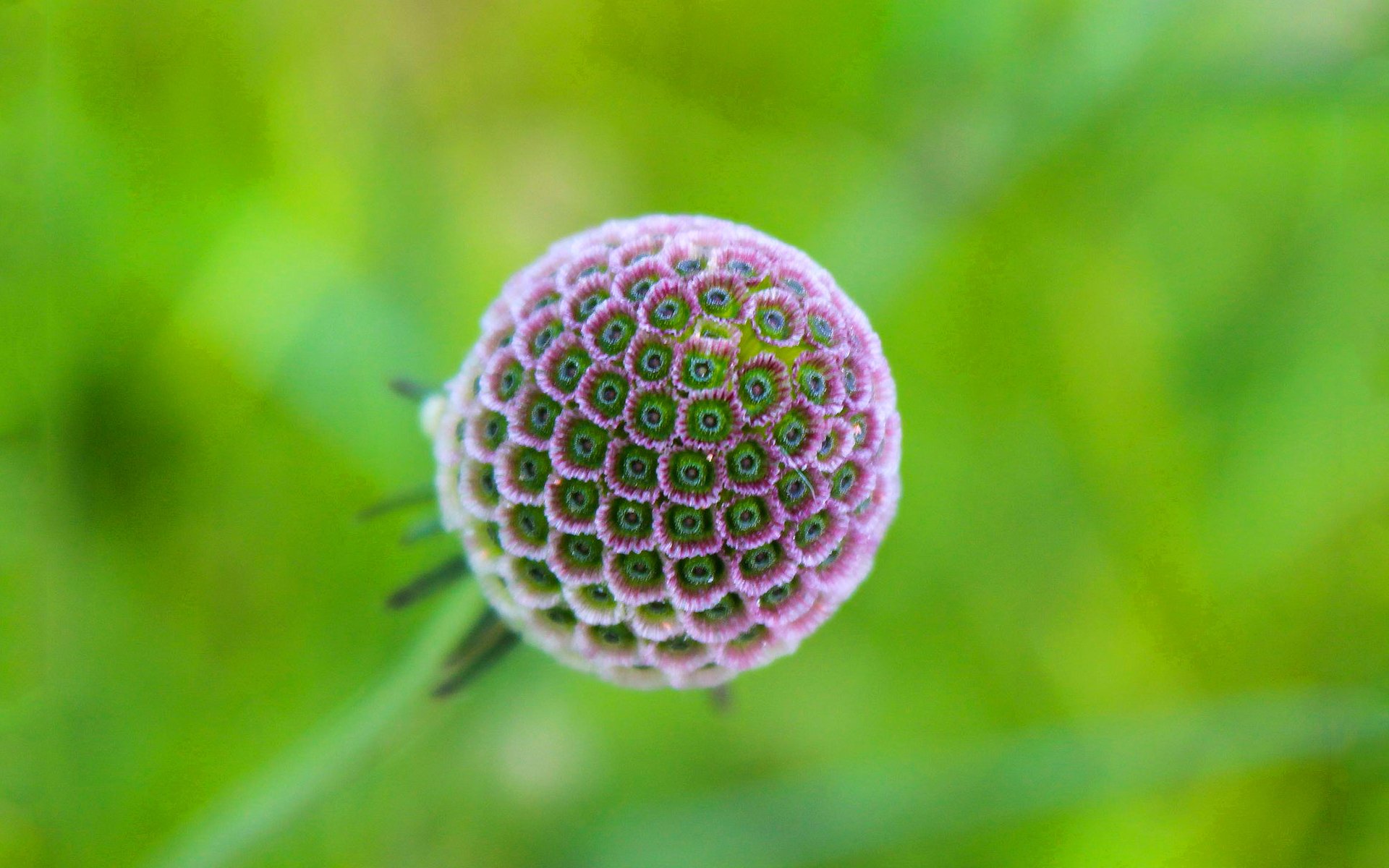 flor exotic pétalos naturaleza globo