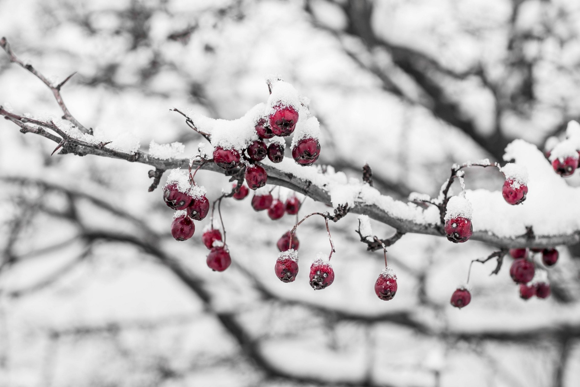 bacche ramo neve ghiaccio freddo inverno macro