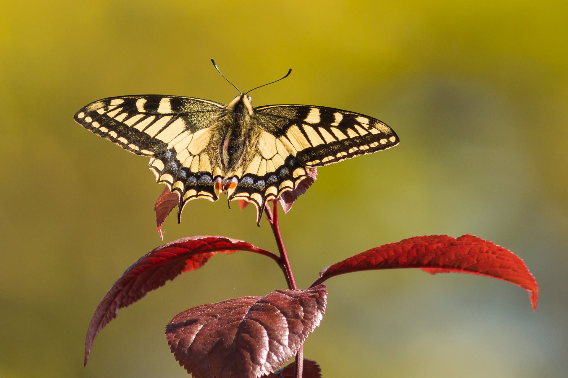 gałąź liście motyl machaon