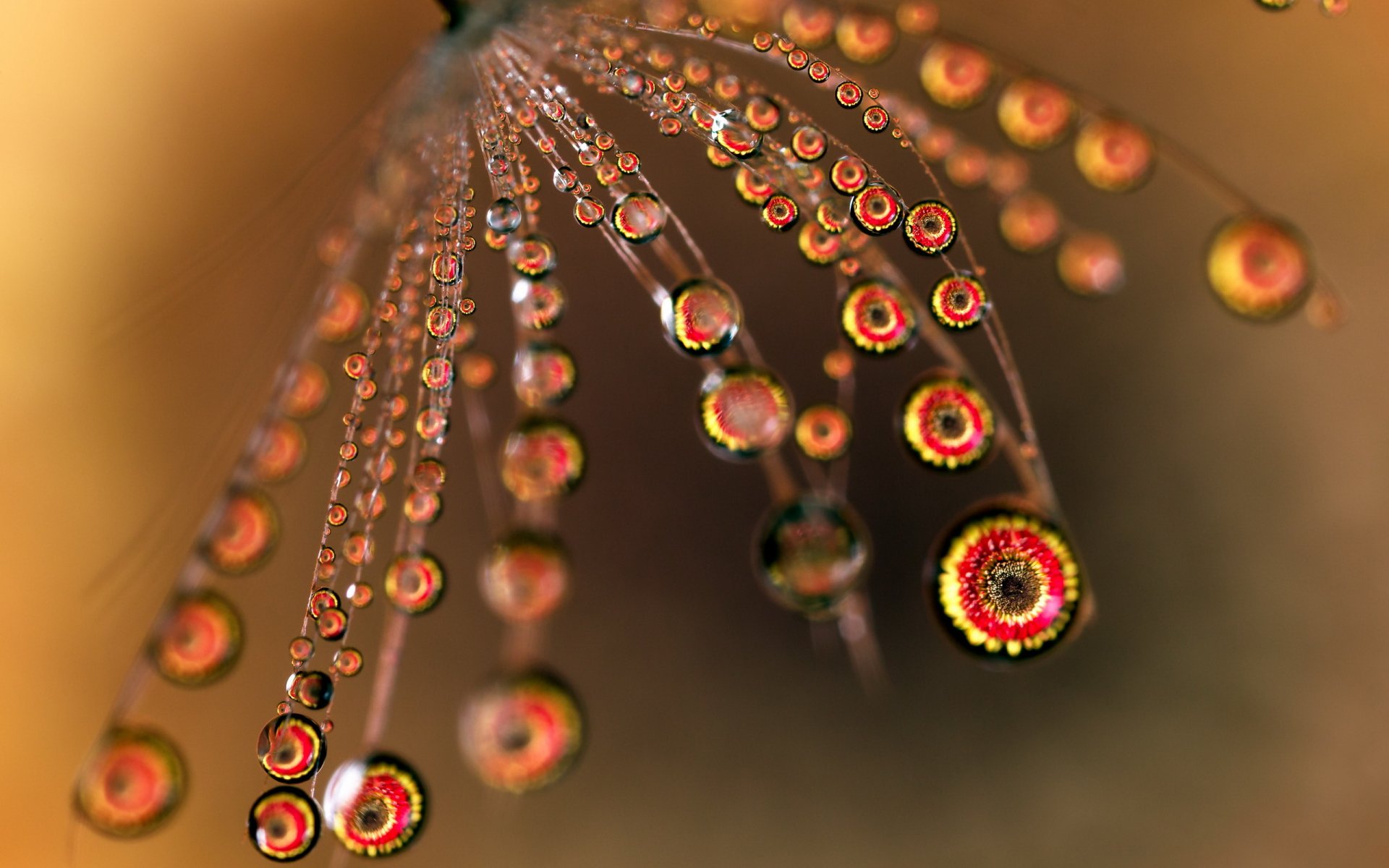 flor gotas macro