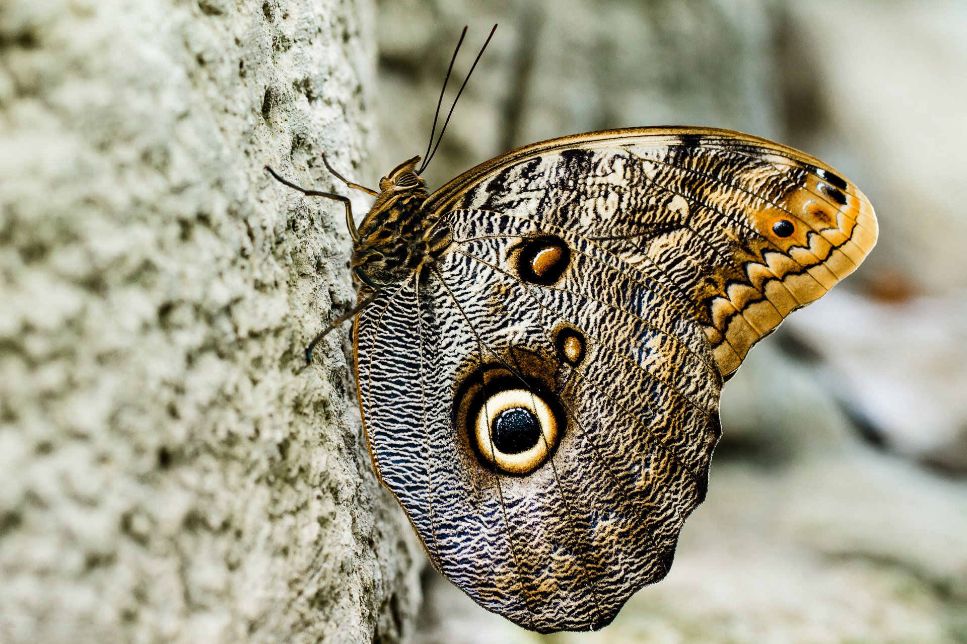 motyl skrzydła wzór owad