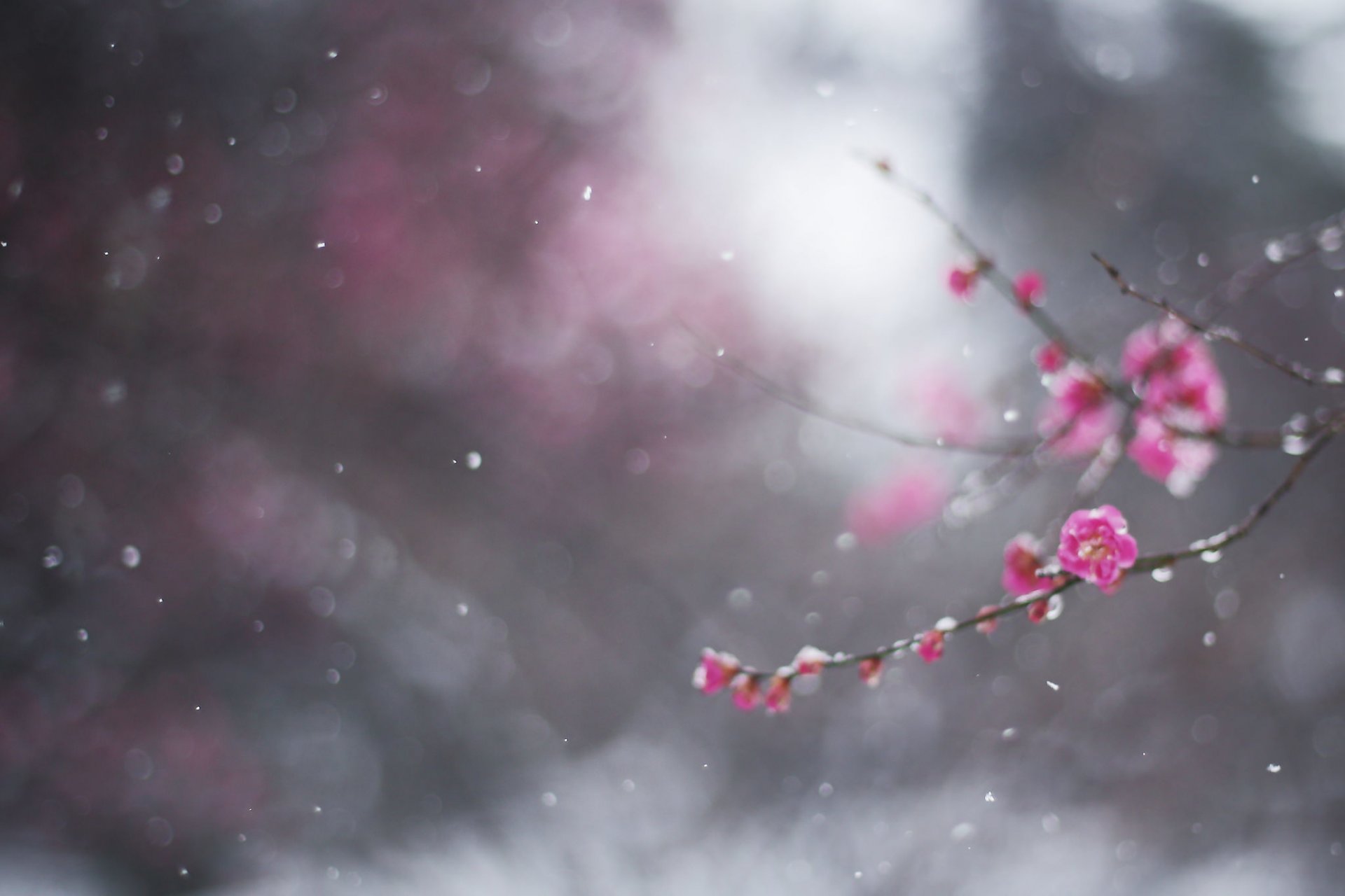 macro invierno febrero nieve rama ciruela flor bokeh