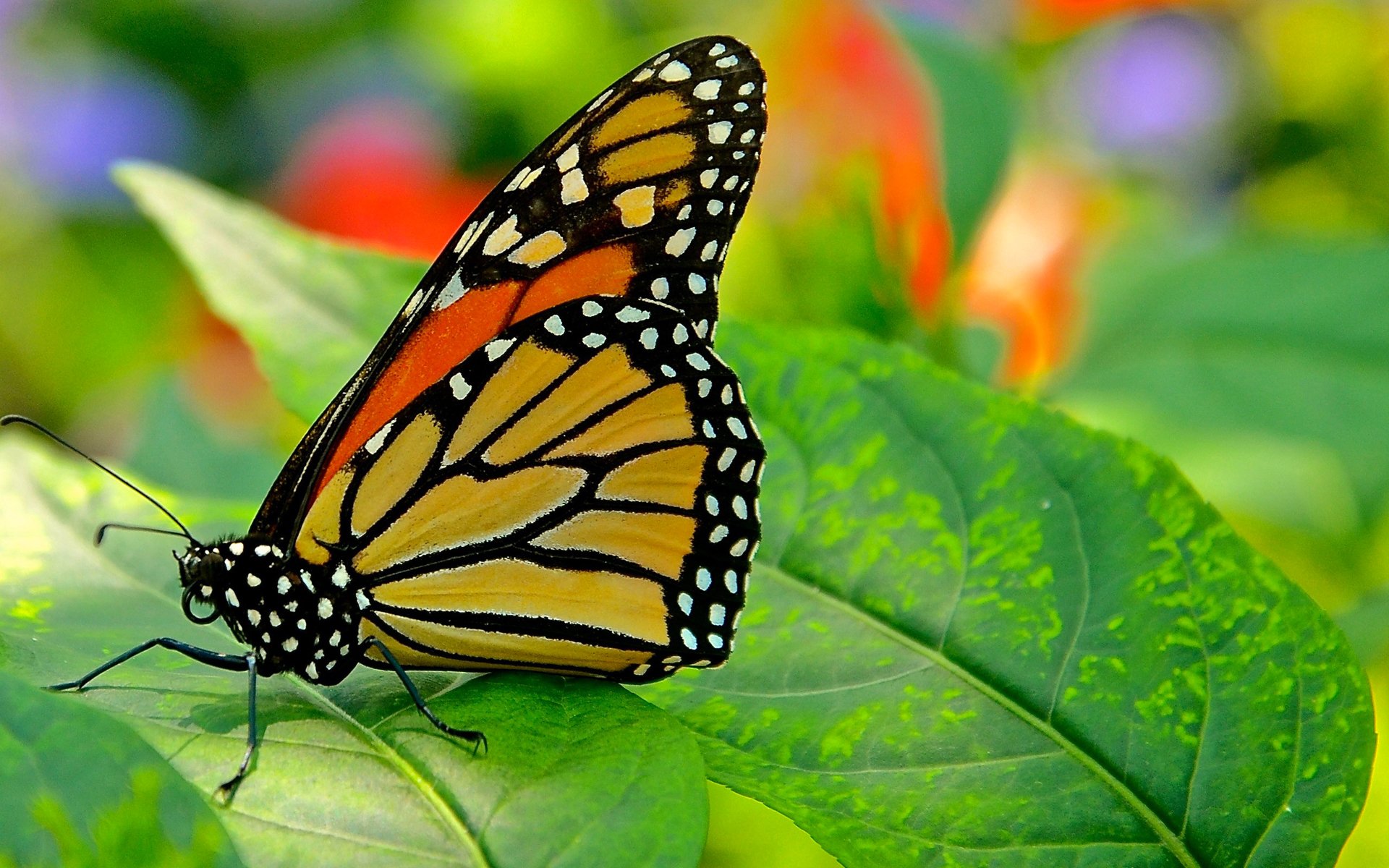 mariposa hoja naturaleza polilla