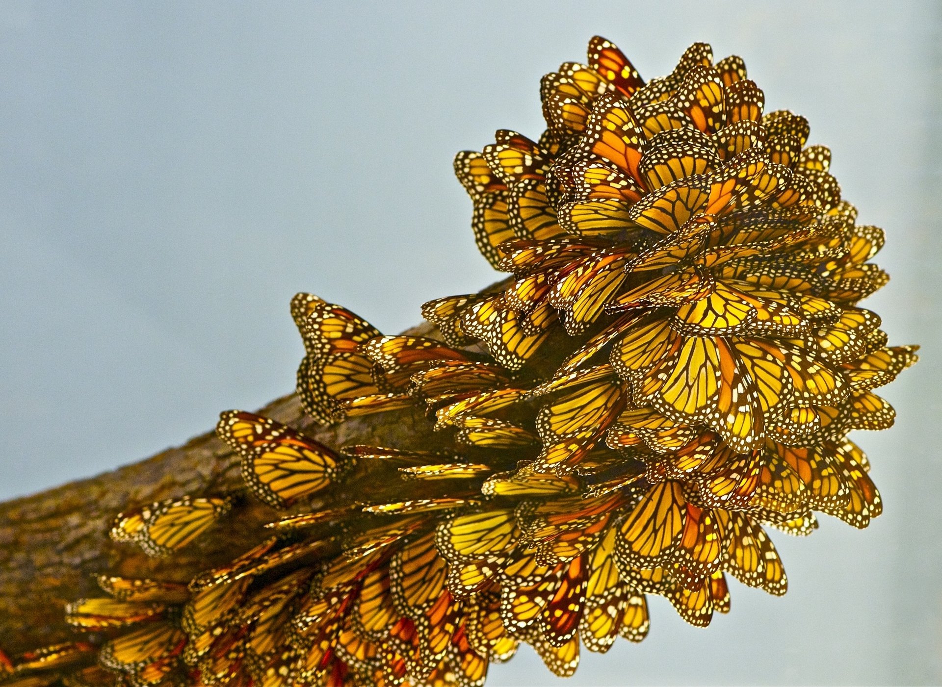 butterfly close up many