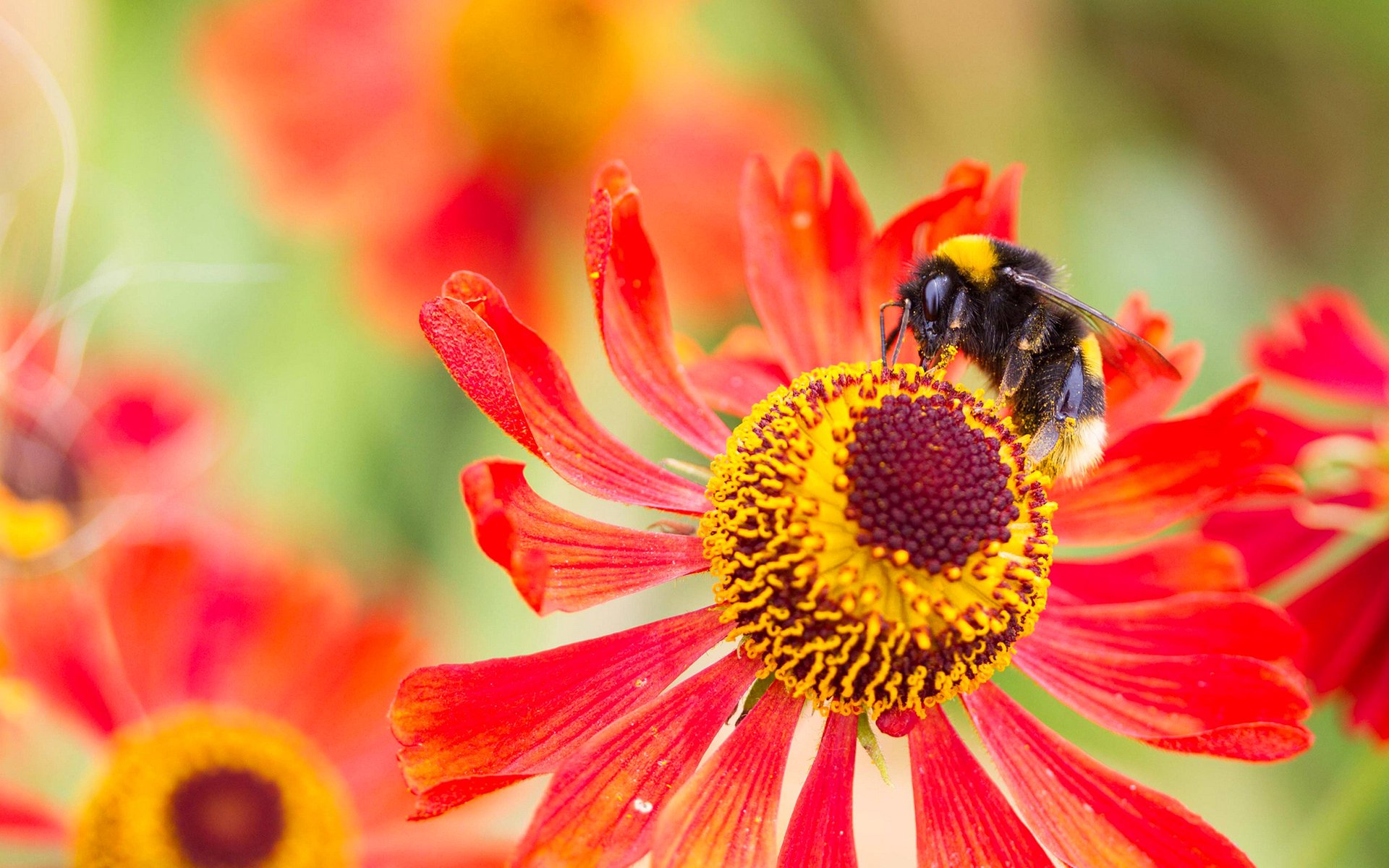 blume blütenblätter insekt hummel natur