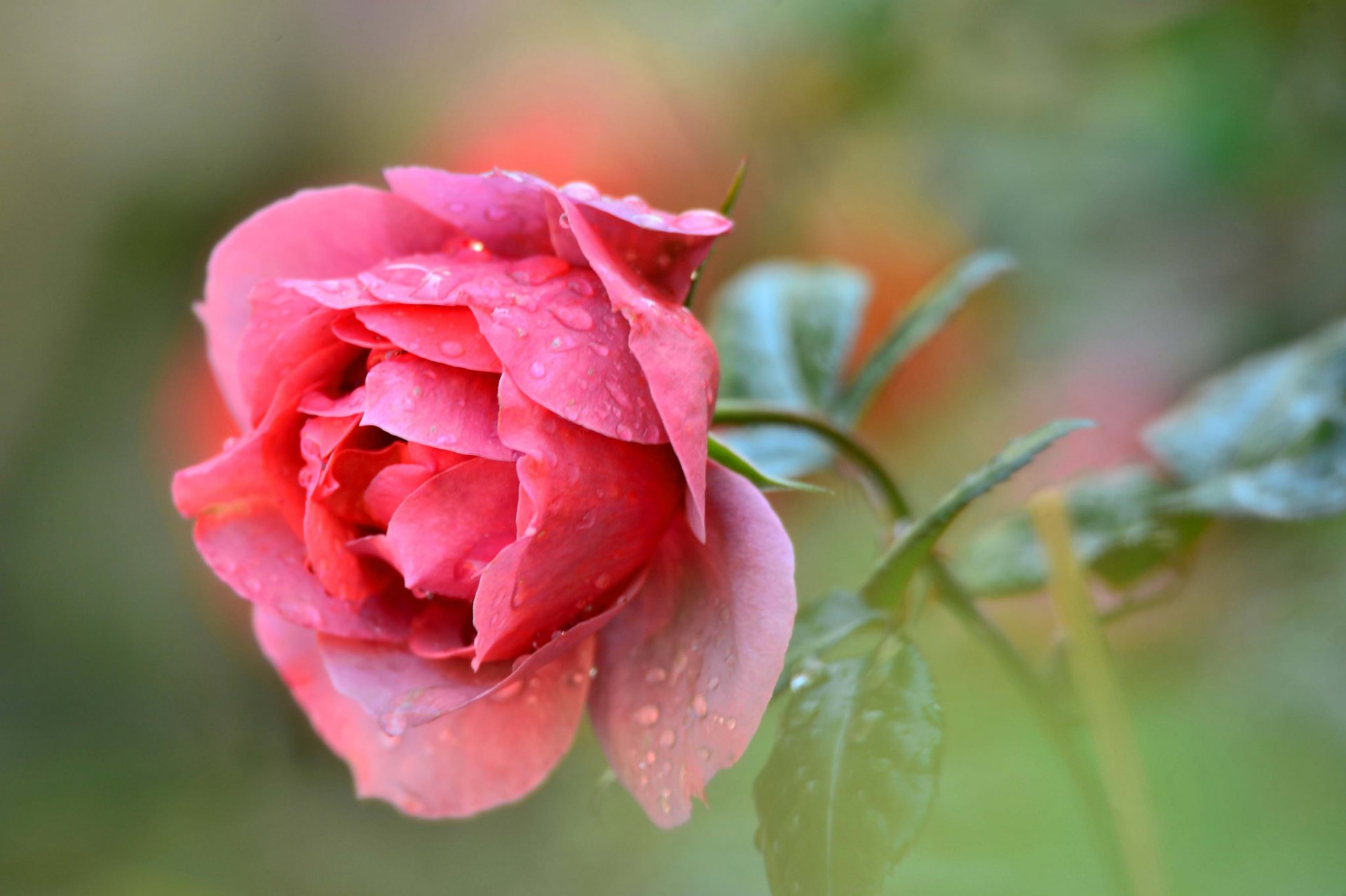 flower rose petals leaves drops rosa water