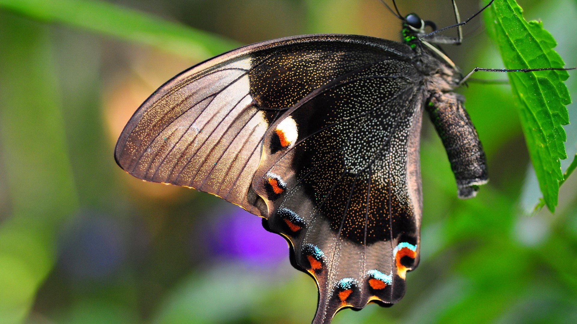 blatt insekt schmetterling flügel motte natur