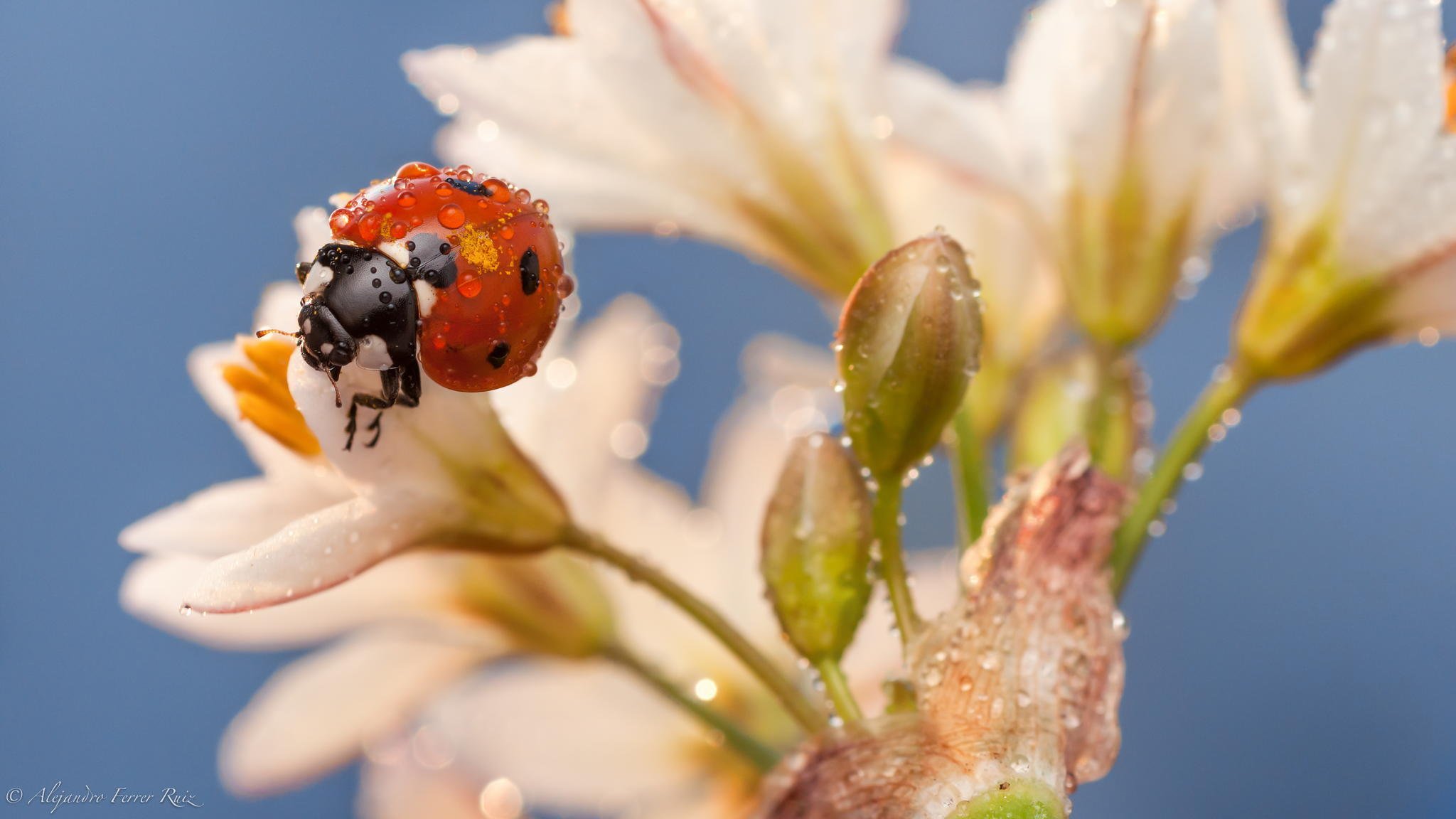 coccinella insetto macro fiori bianco rugiada gocce