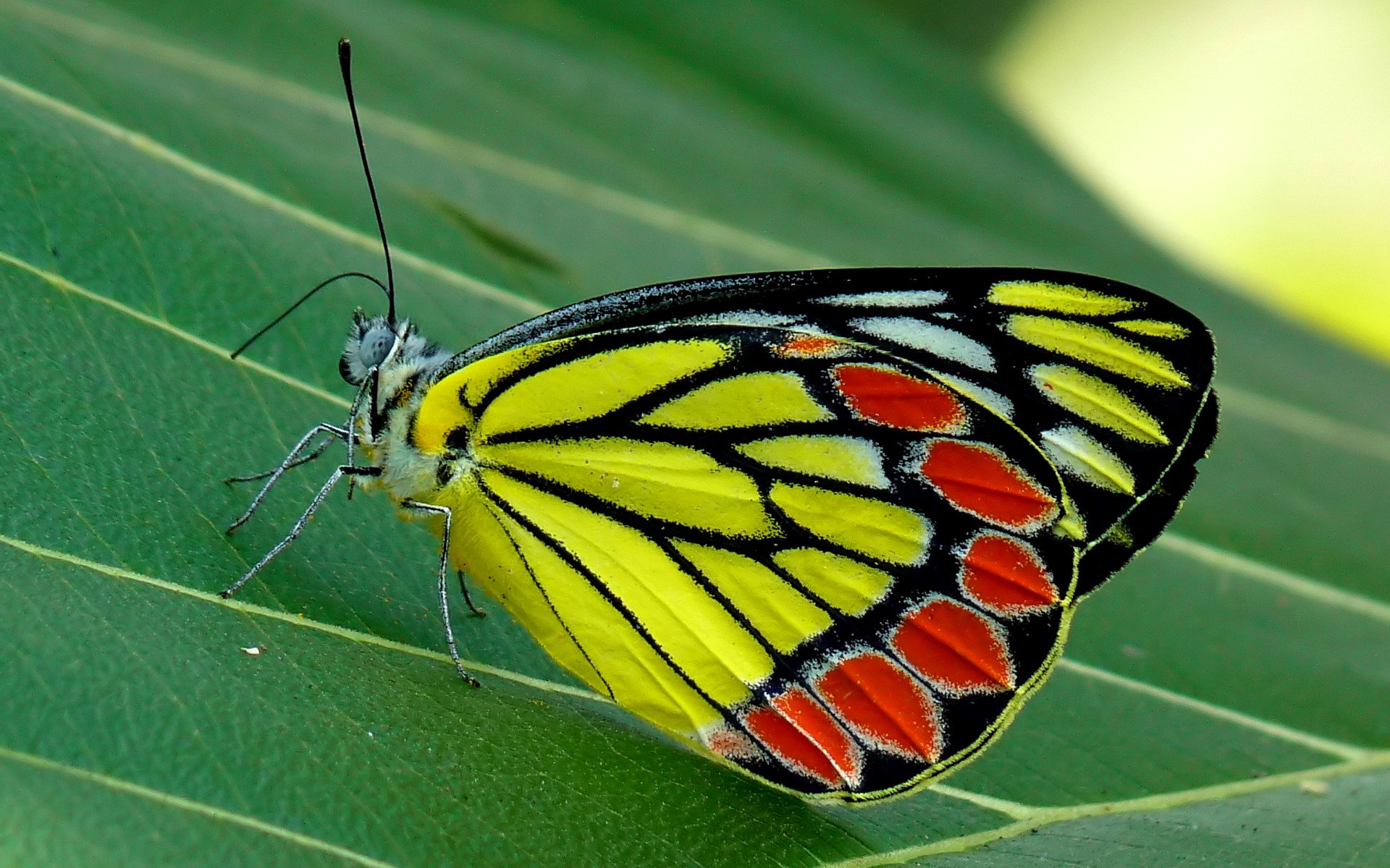 leaf butterfly insect moth nature