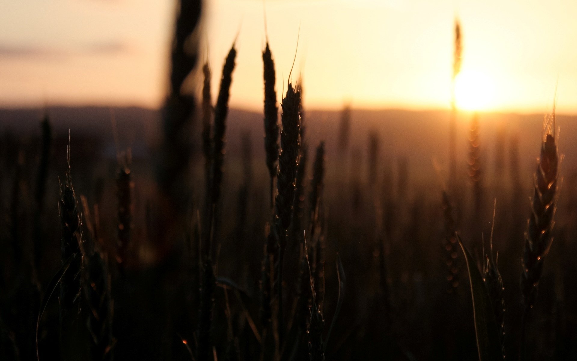 makro pszenica żyto kłosy kłosy kłos zachód słońca słońce niebo pole natura makro tło tapeta panoramiczny pełny ekran panoramiczny panoramiczny