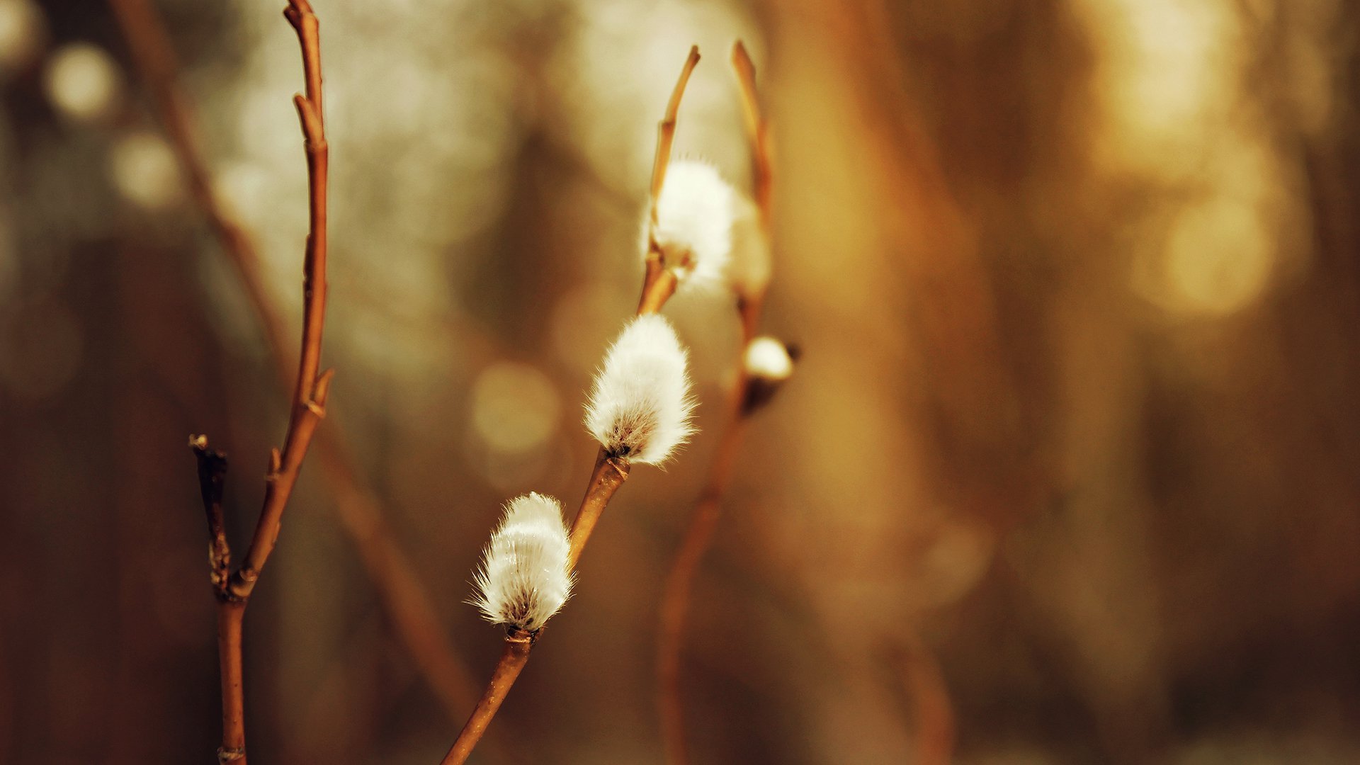 willow background close up spring seal