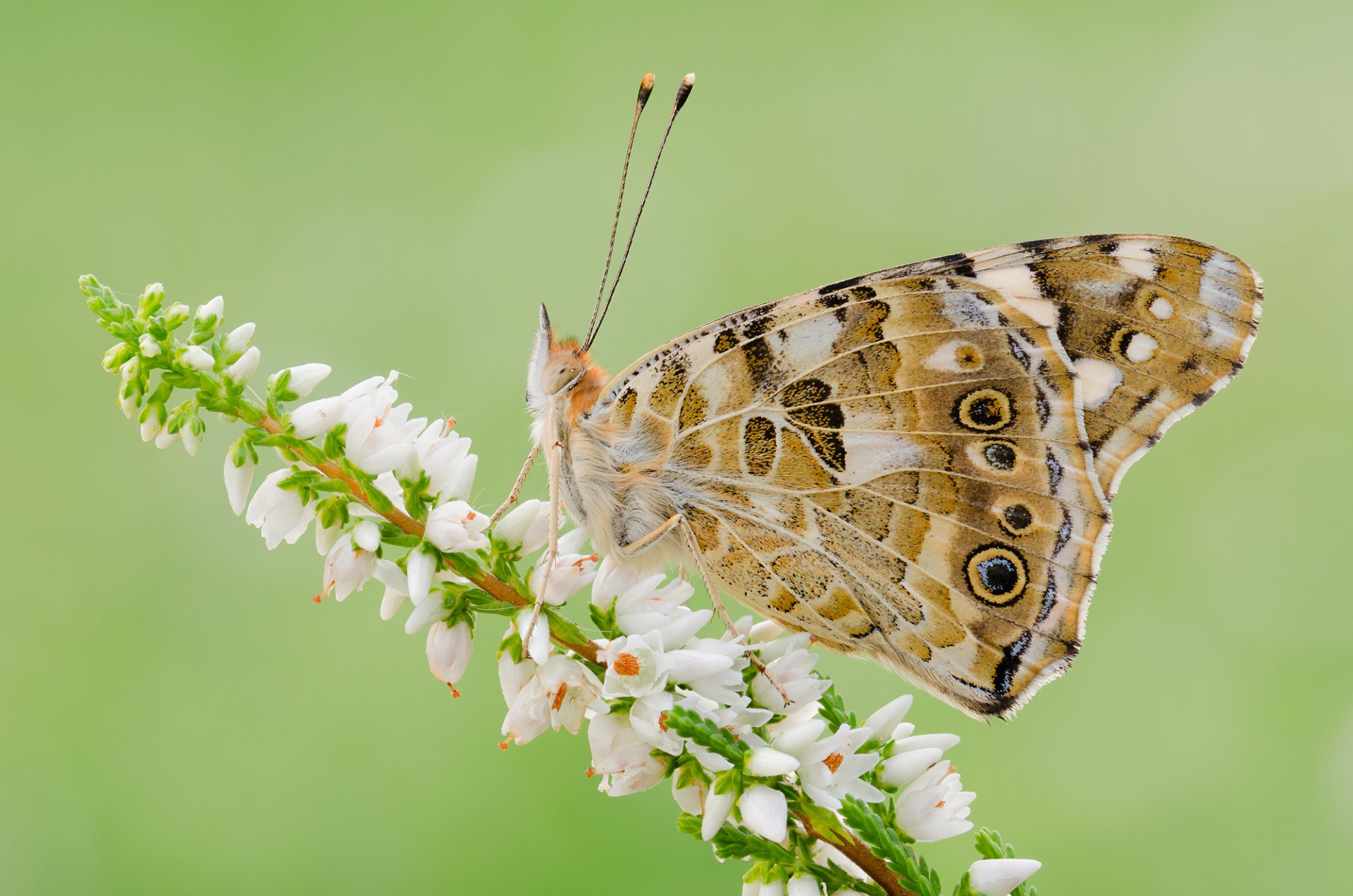 pflanze blume schmetterling insekt motte flügel