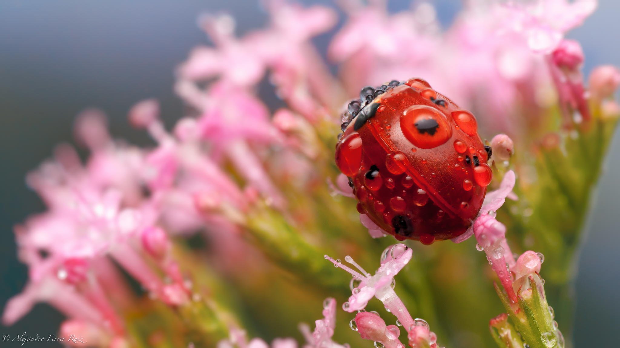 coccinella insetto macro fiori rugiada gocce