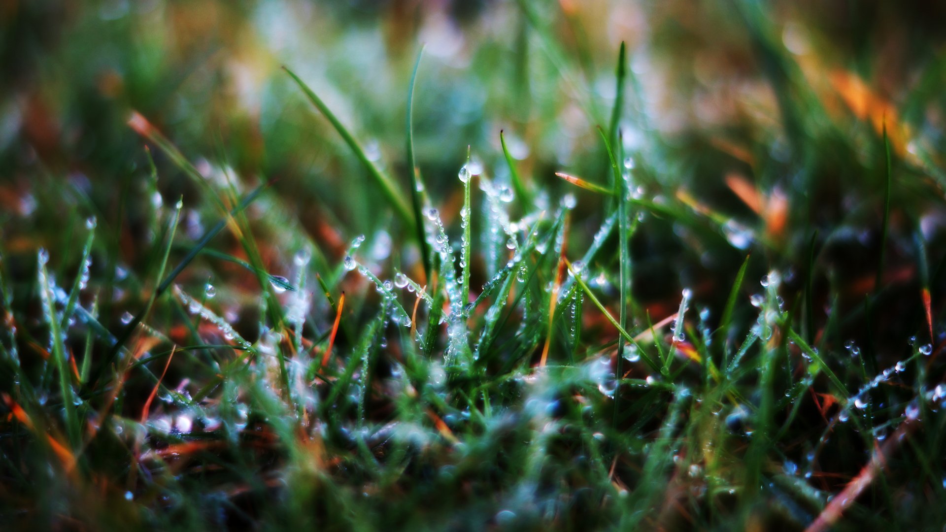 hierba hojas de hierba rocío gotas macro