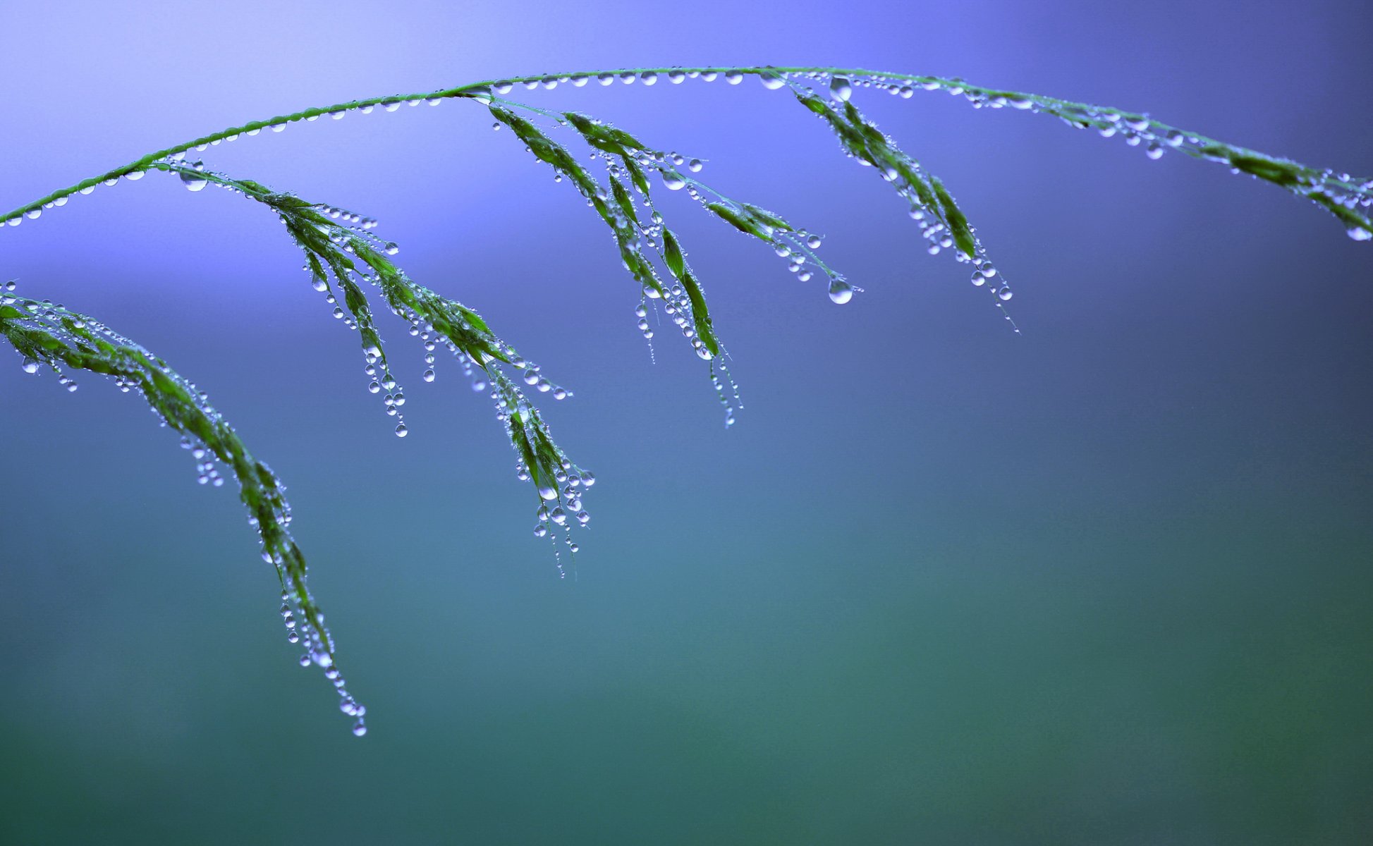 nature close up grass drops water