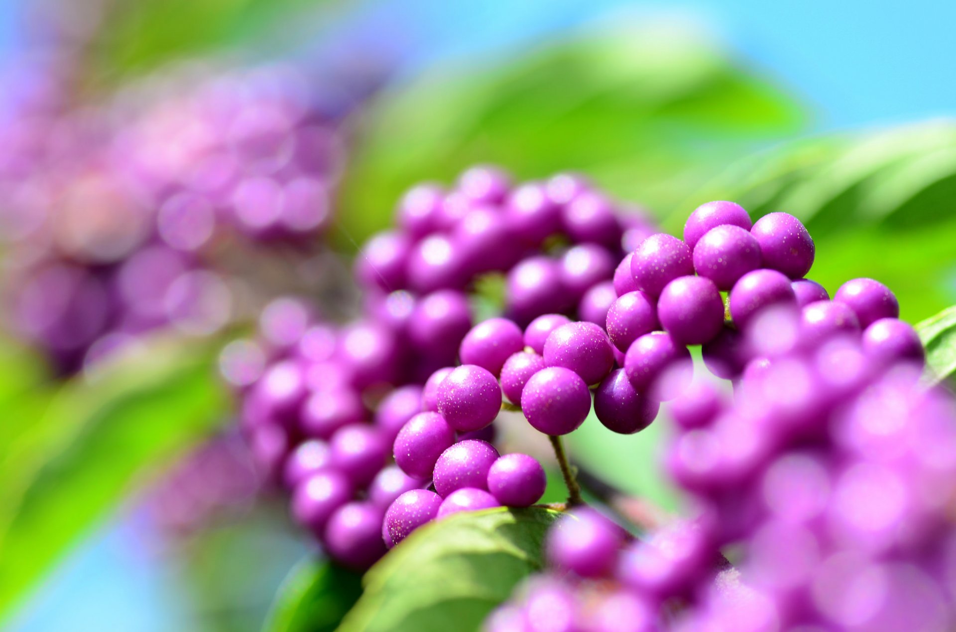 hermoso fruto calicarpa calicarpa bayas lilas gotas rocío reflejos bokeh