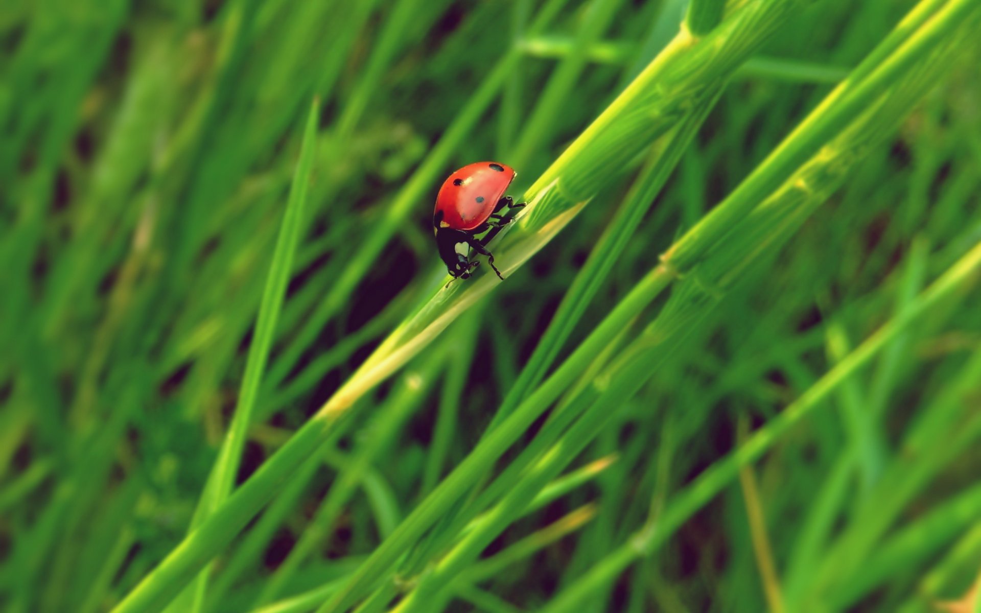 coccinelle herbe insecte